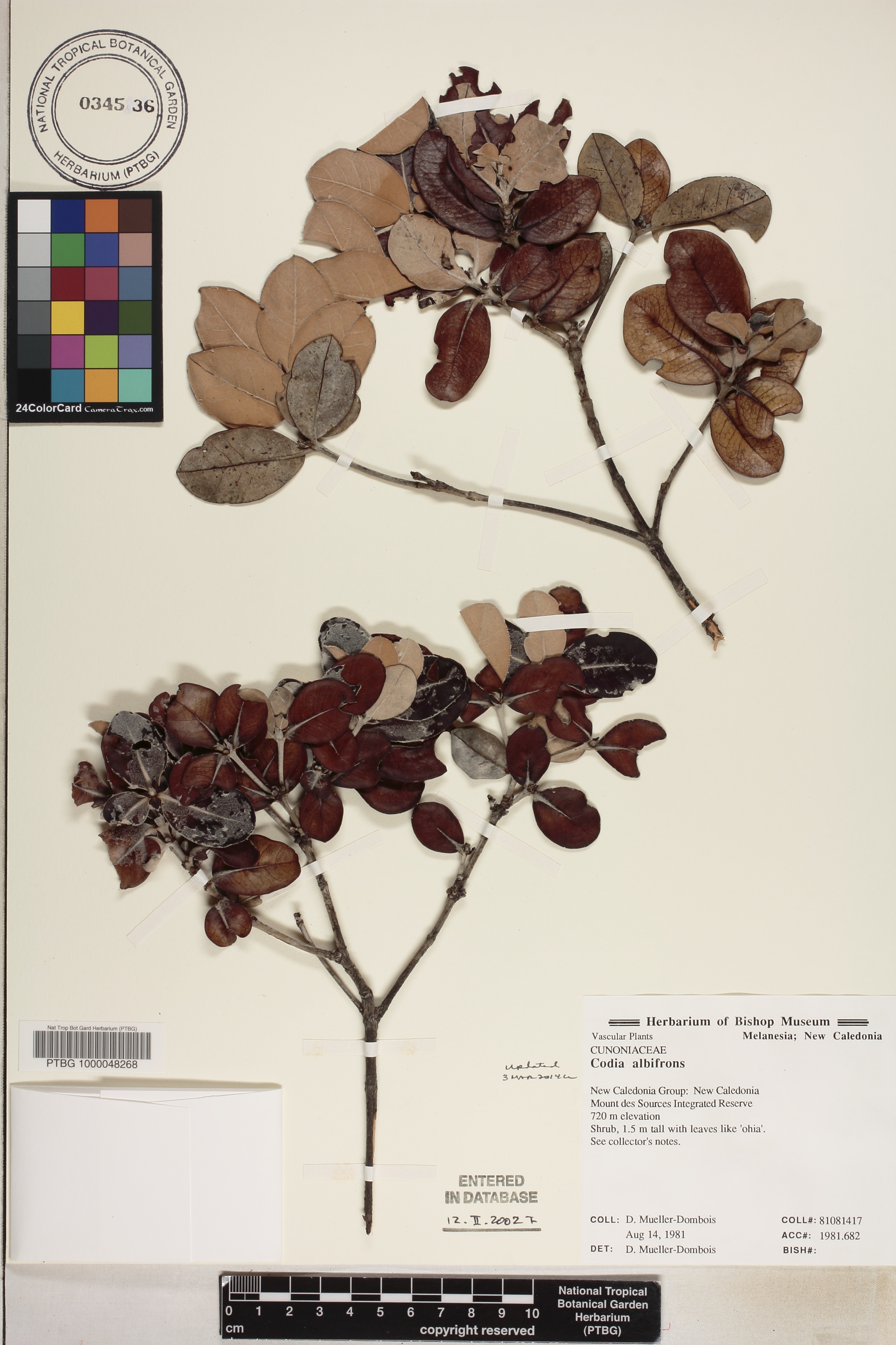 Codia albifrons image