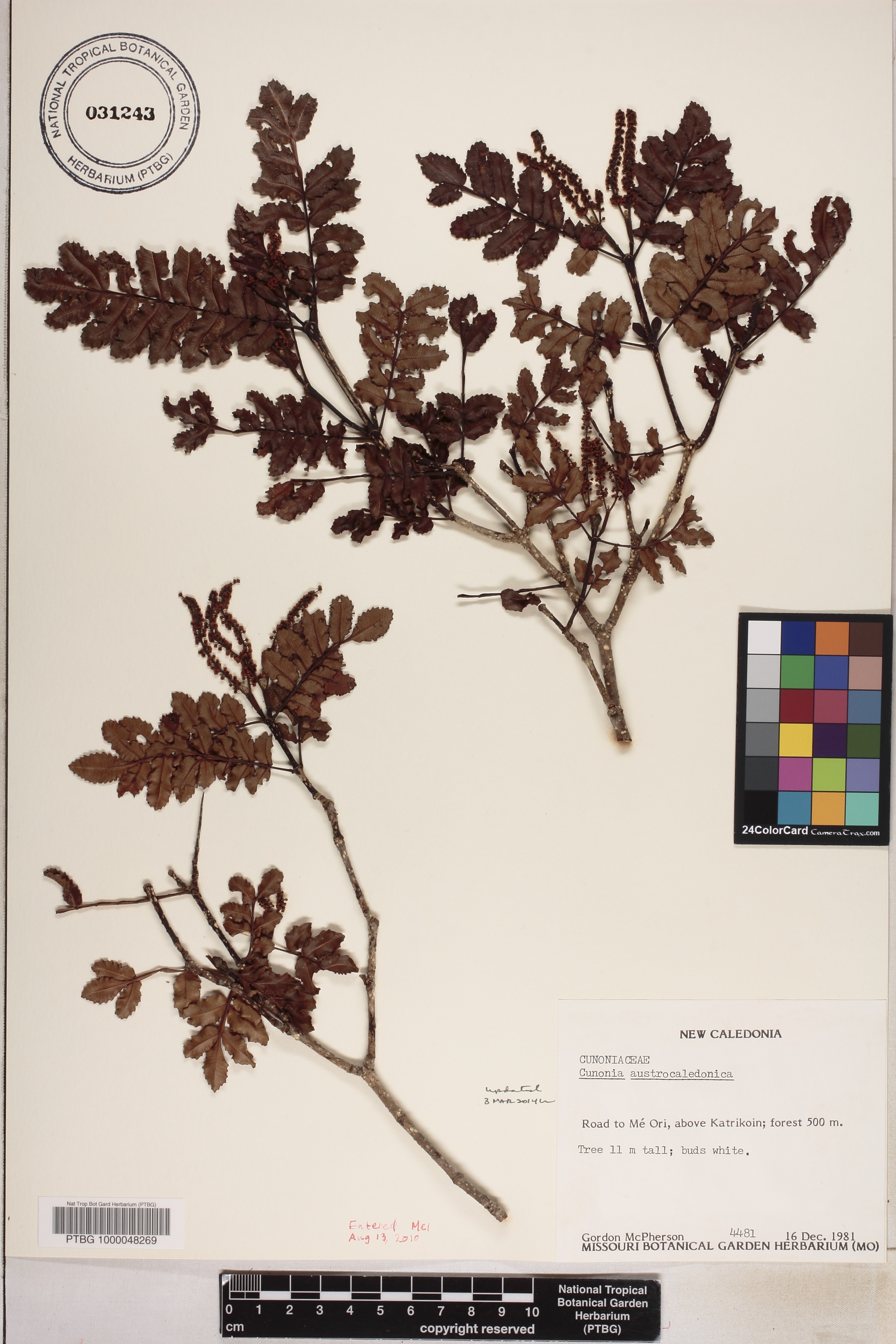 Cunonia austrocaledonica image