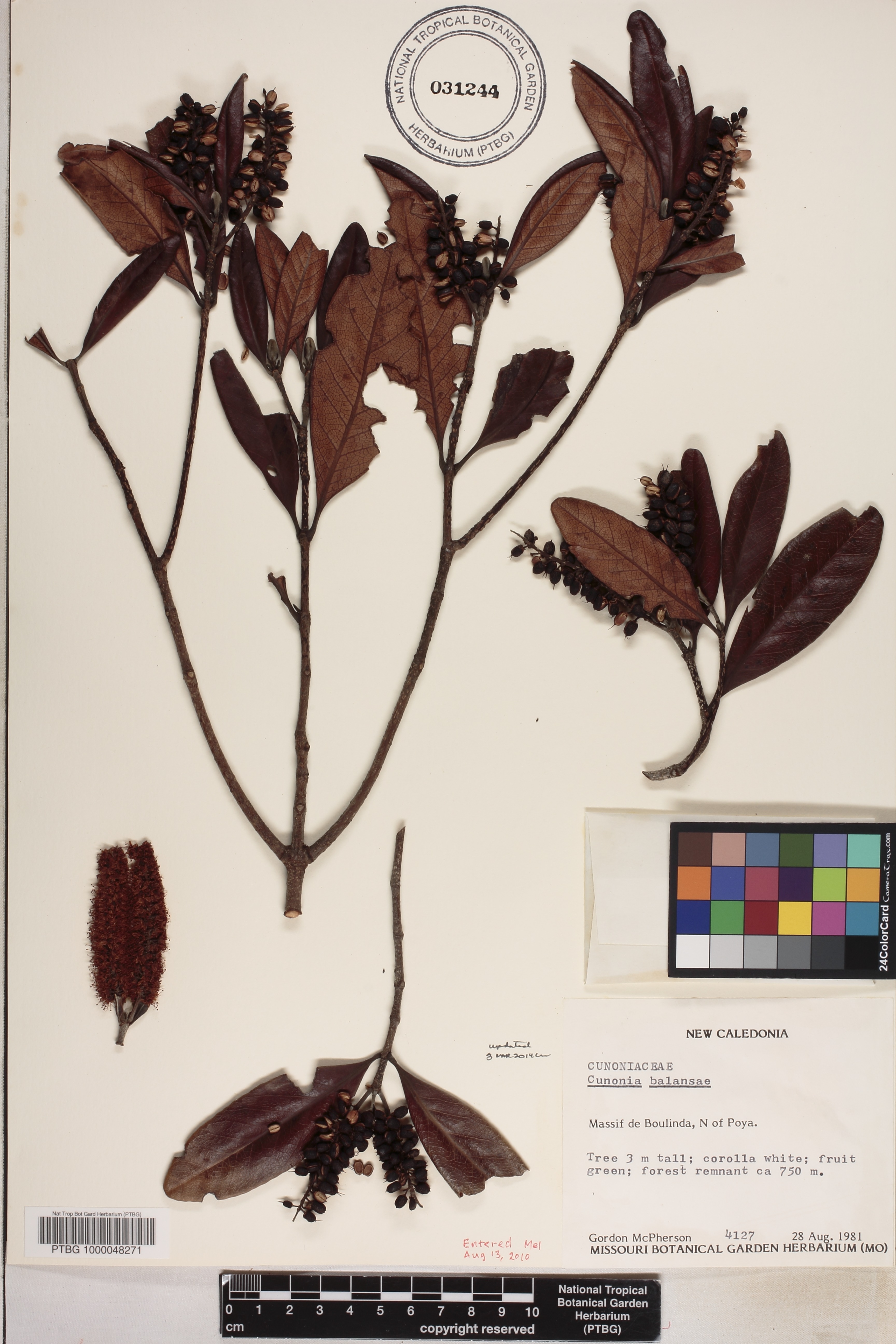 Cunonia balansae image