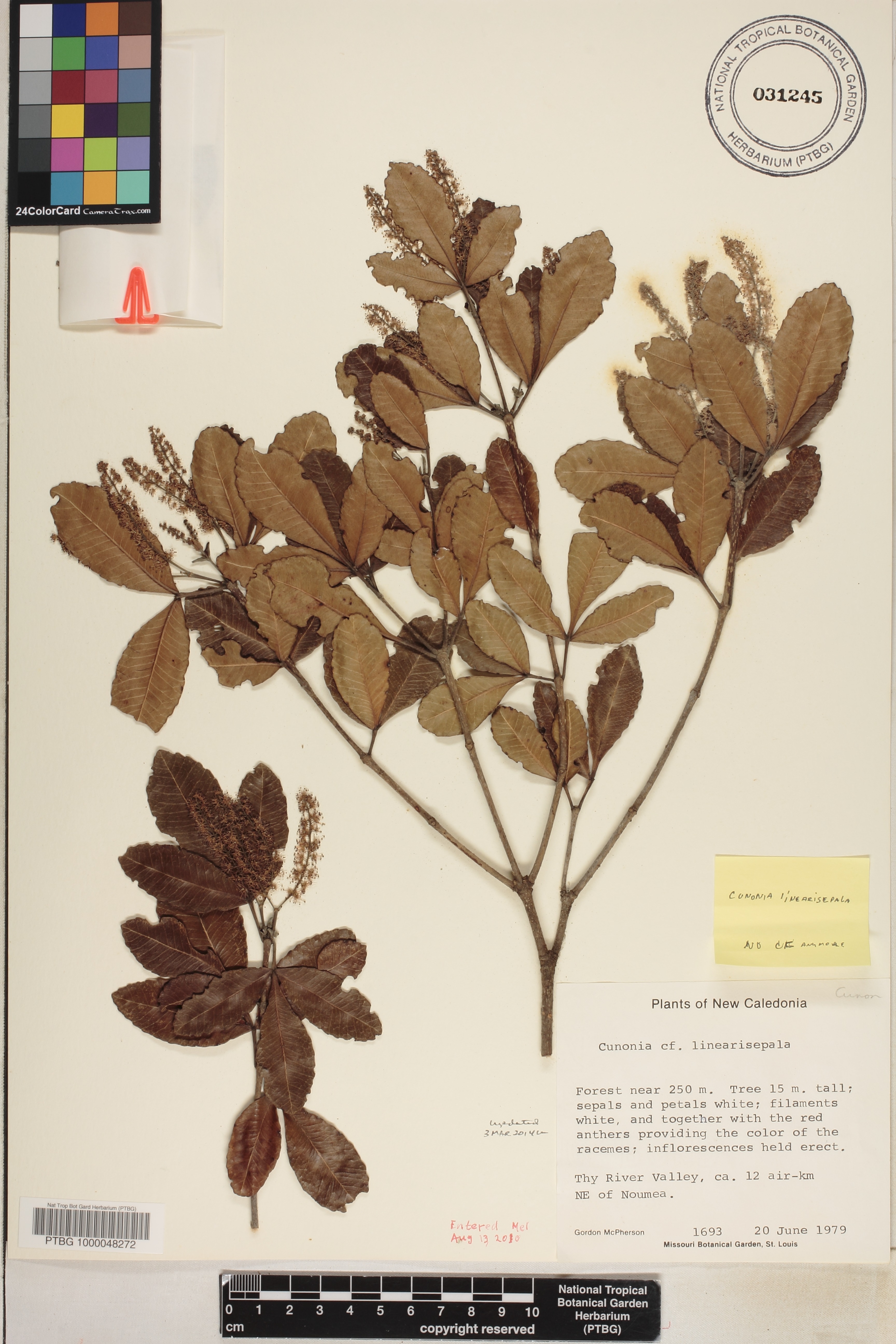 Cunonia linearisepala image