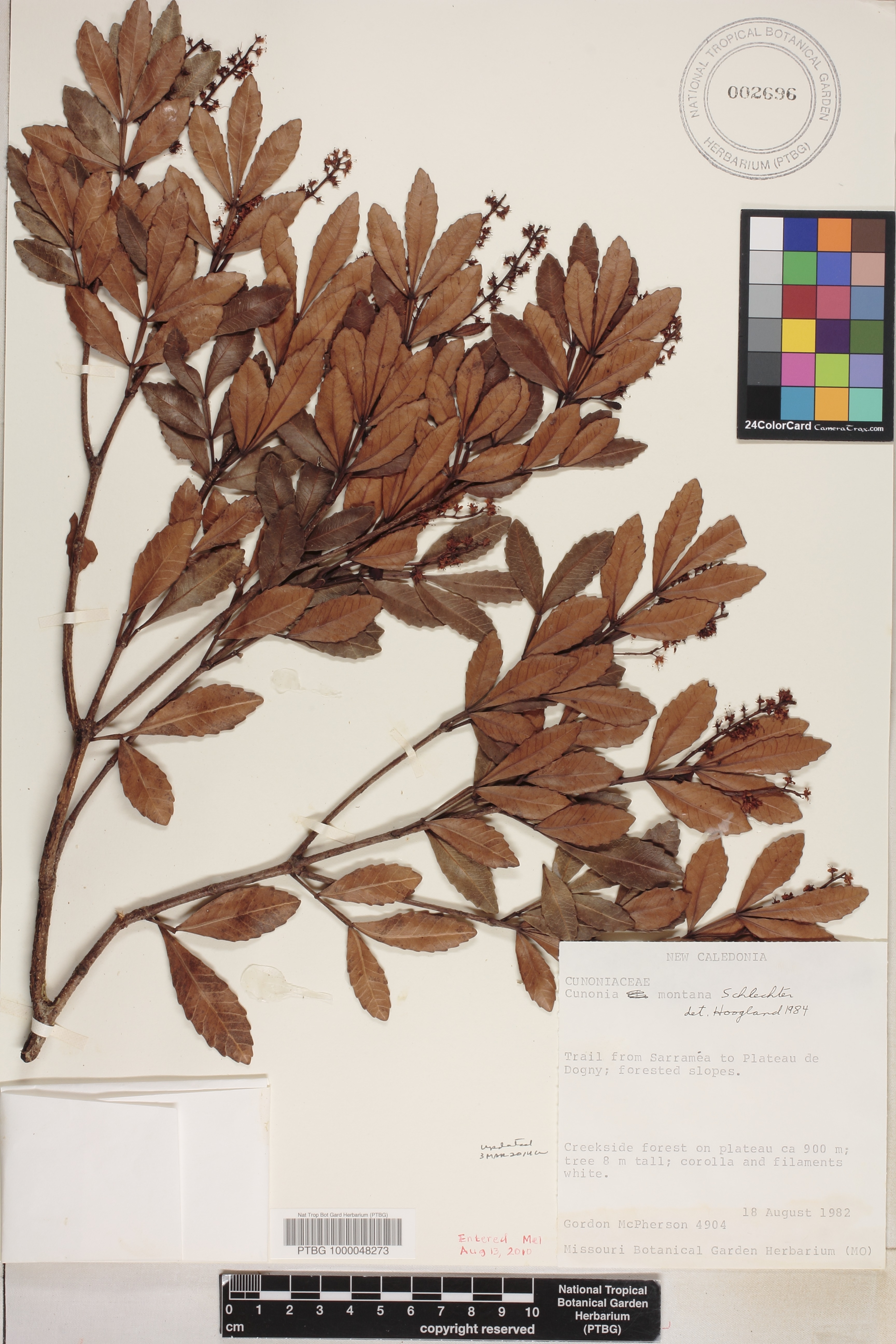 Cunonia montana image
