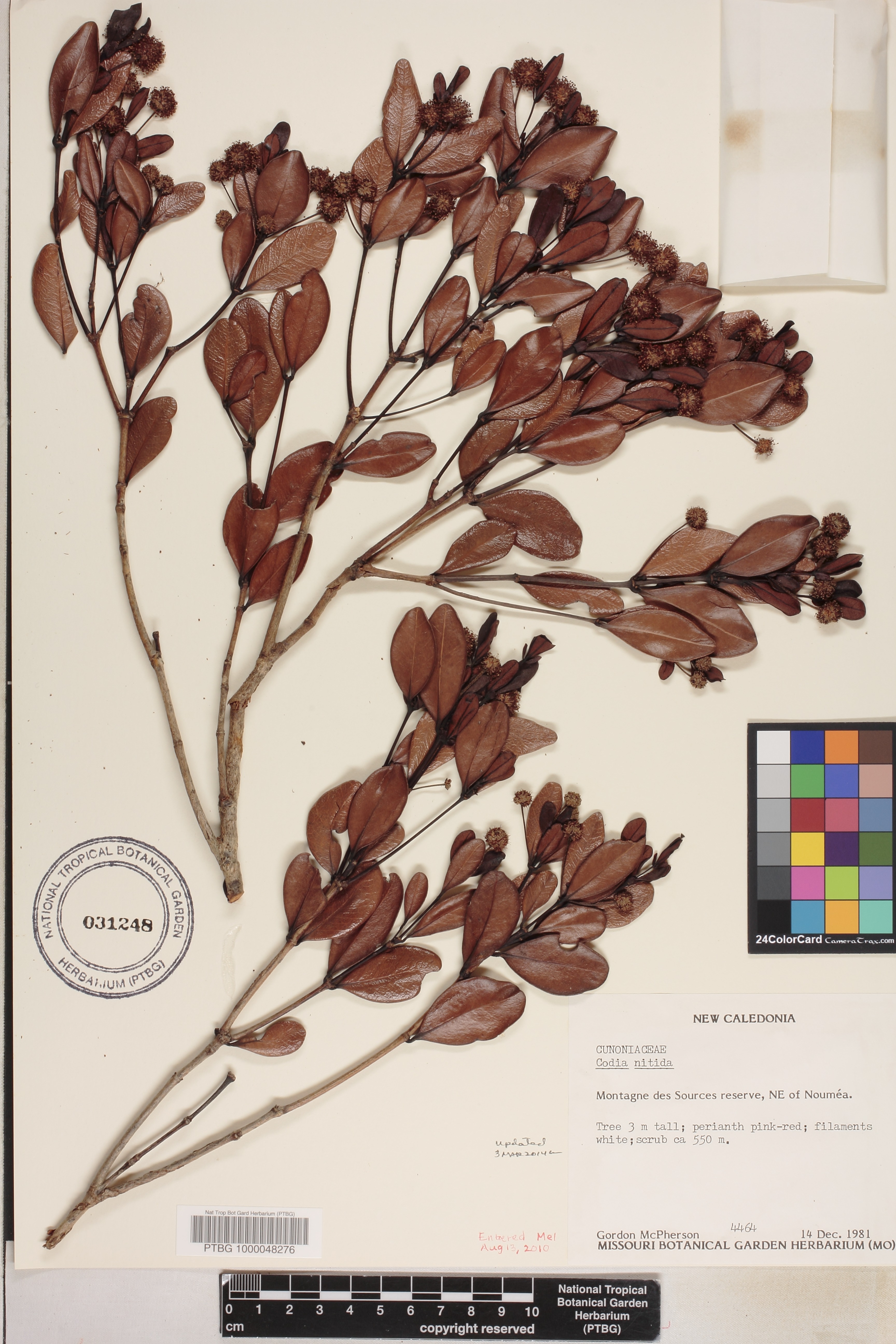 Codia nitida image
