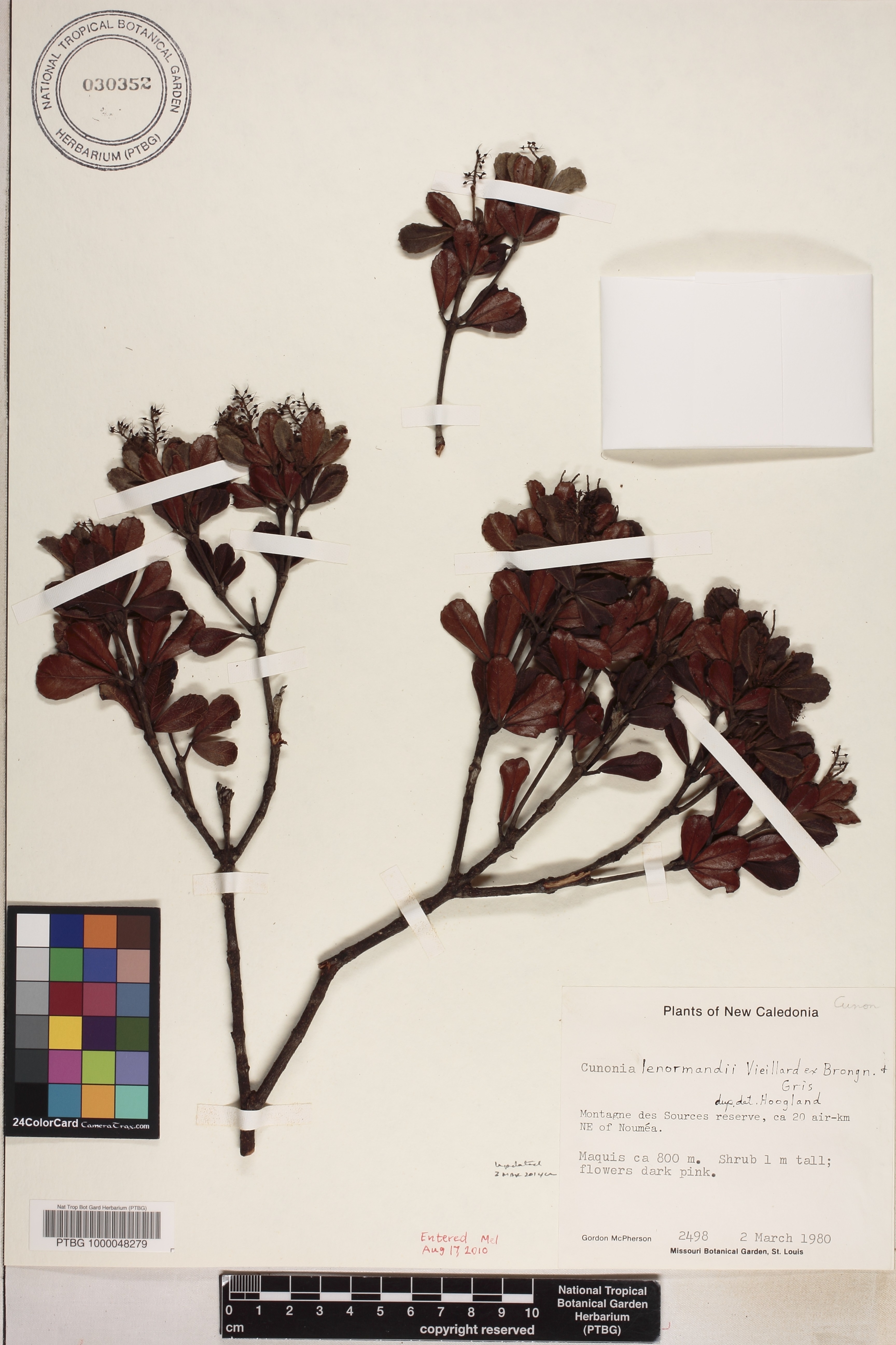 Cunonia lenormandii image