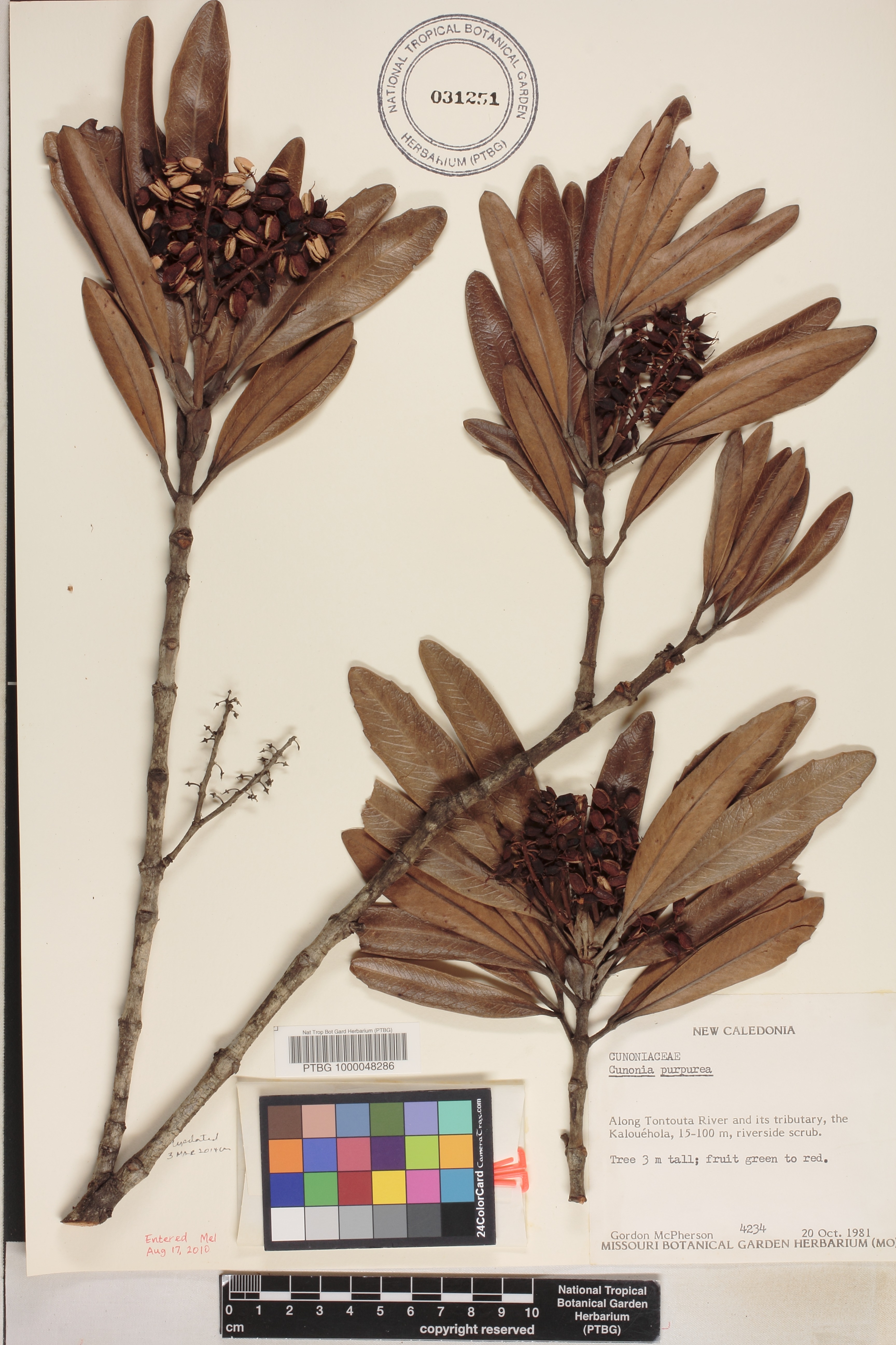 Cunonia purpurea image