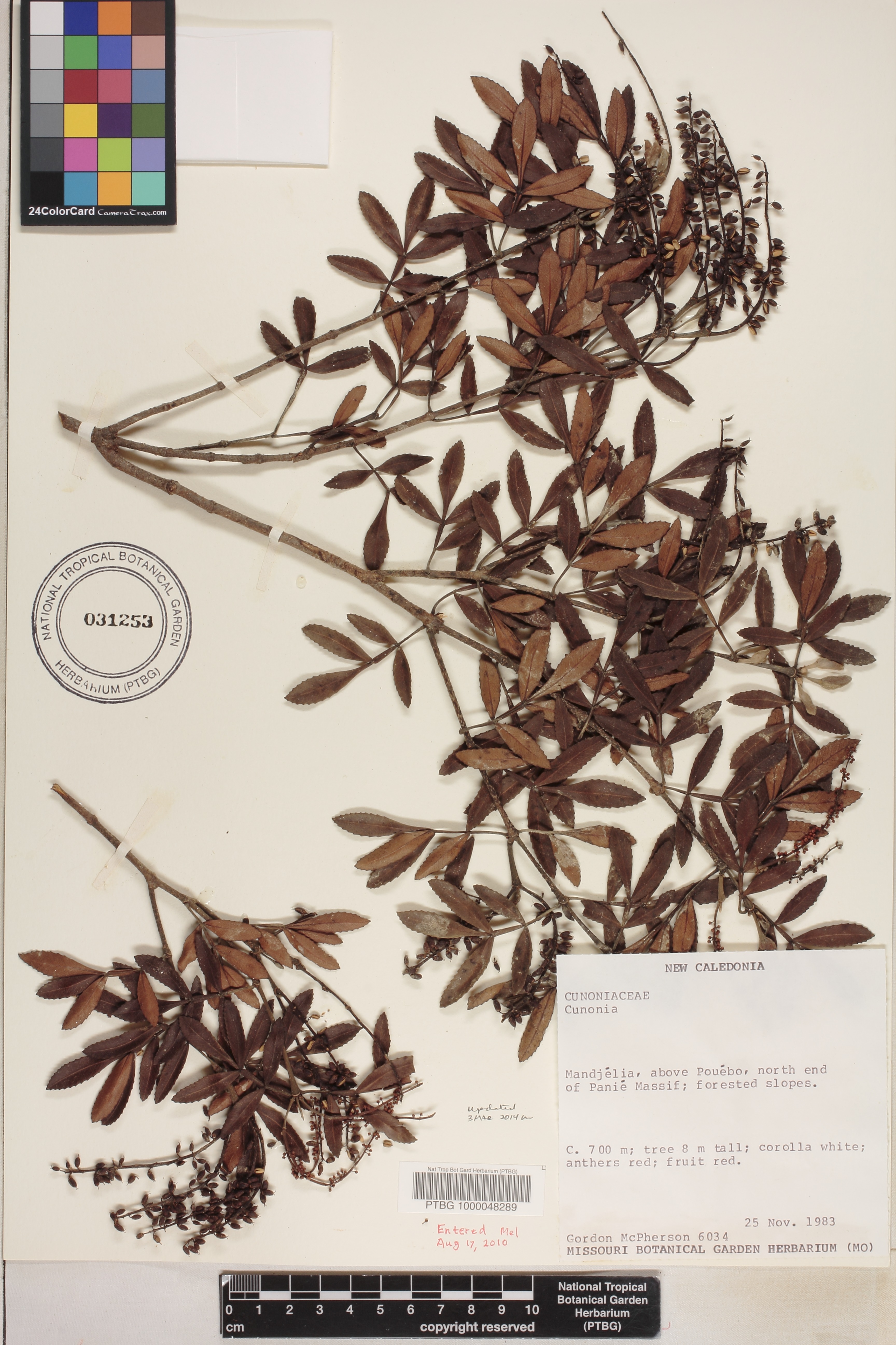 Cunonia pulchella image