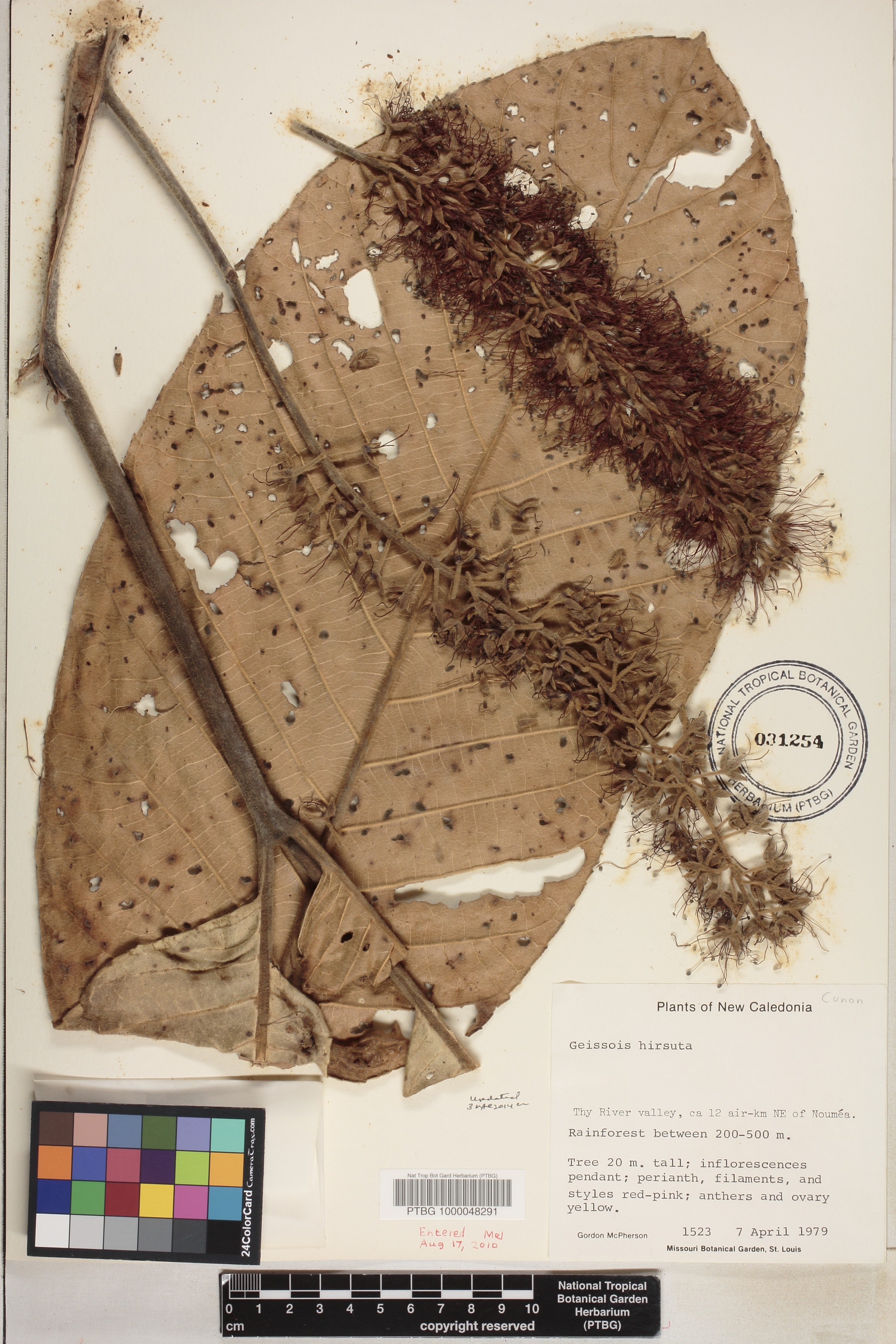 Geissois hirsuta image