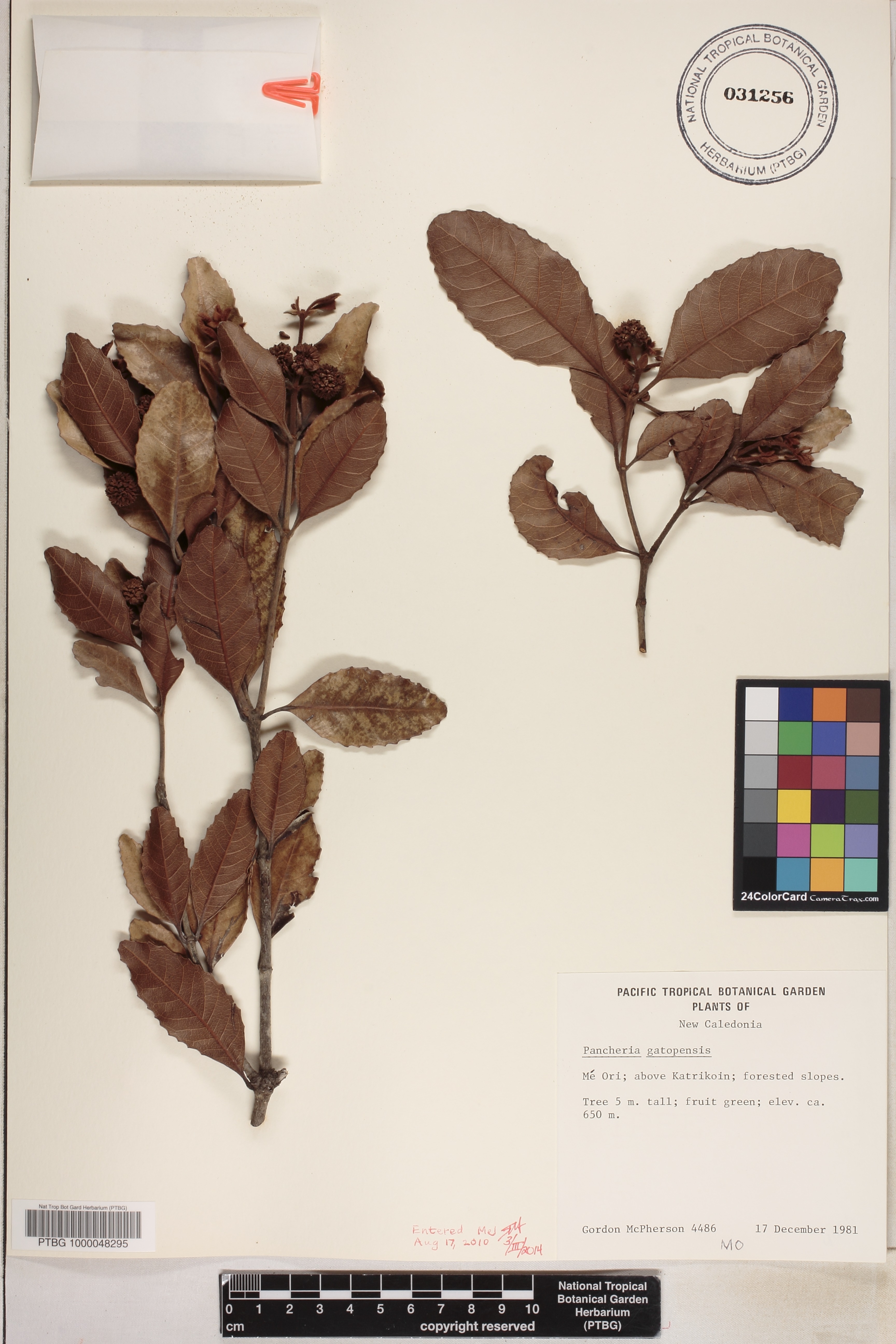 Pancheria gatopensis image