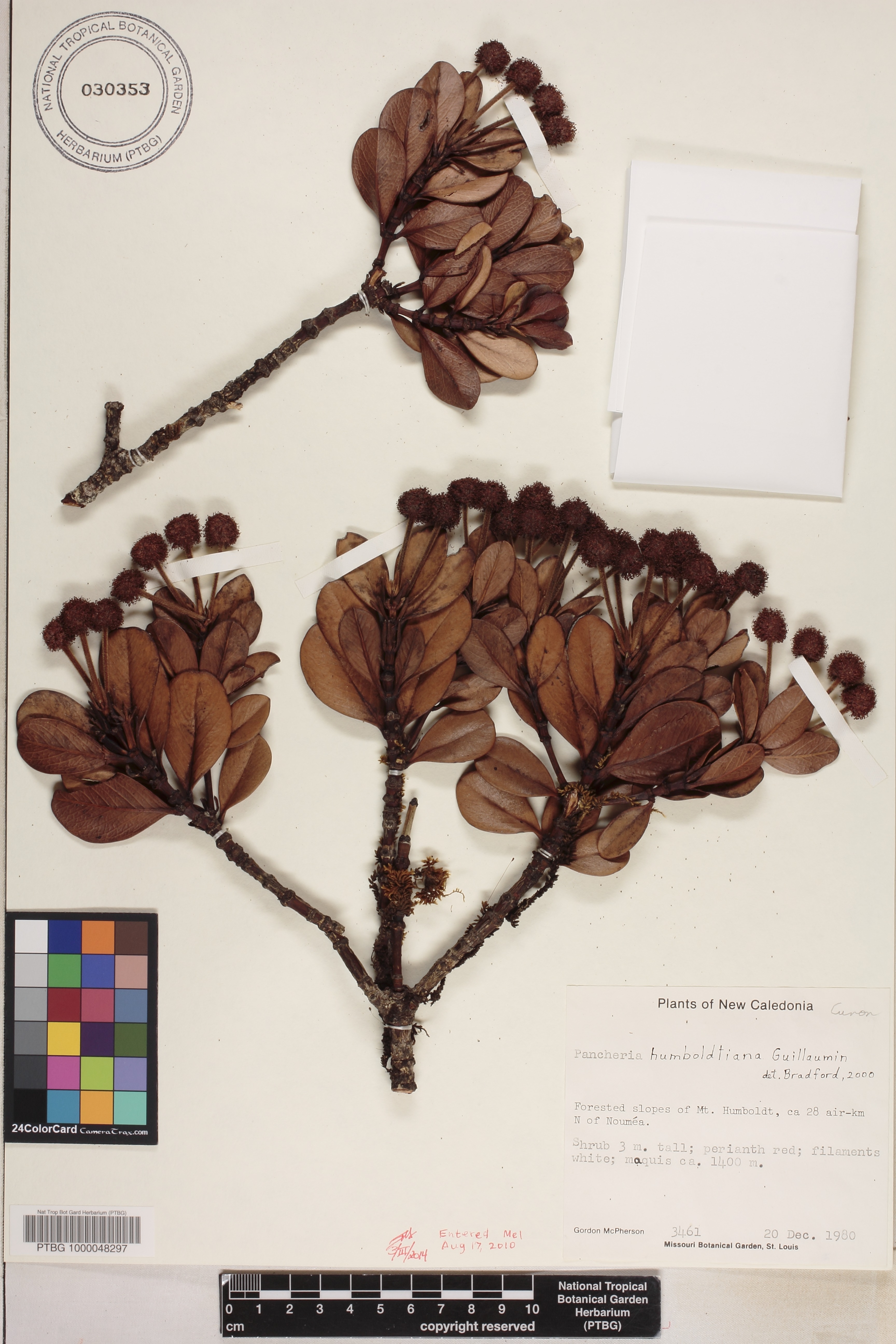 Pancheria humboldtiana image