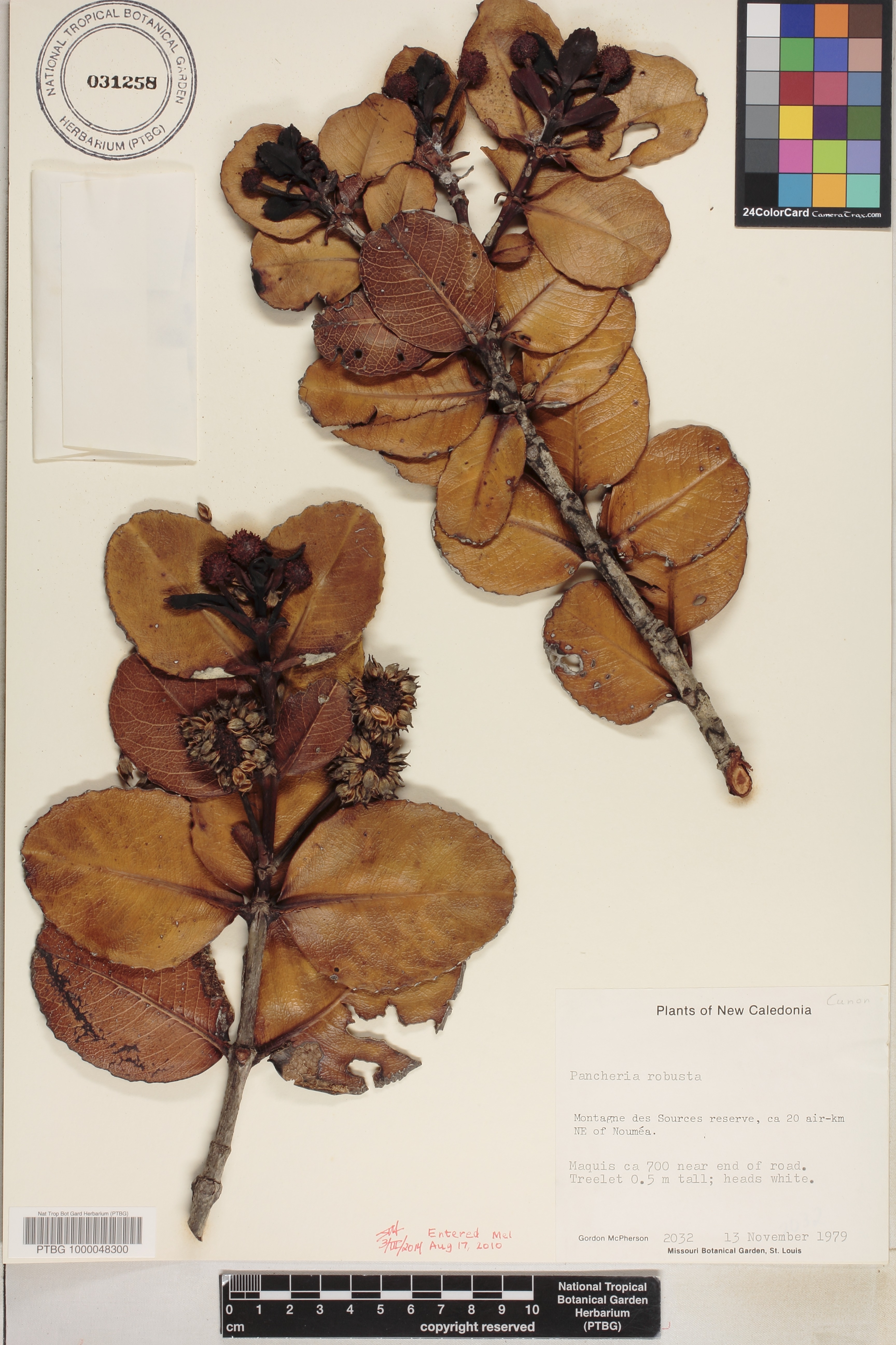 Pancheria robusta image