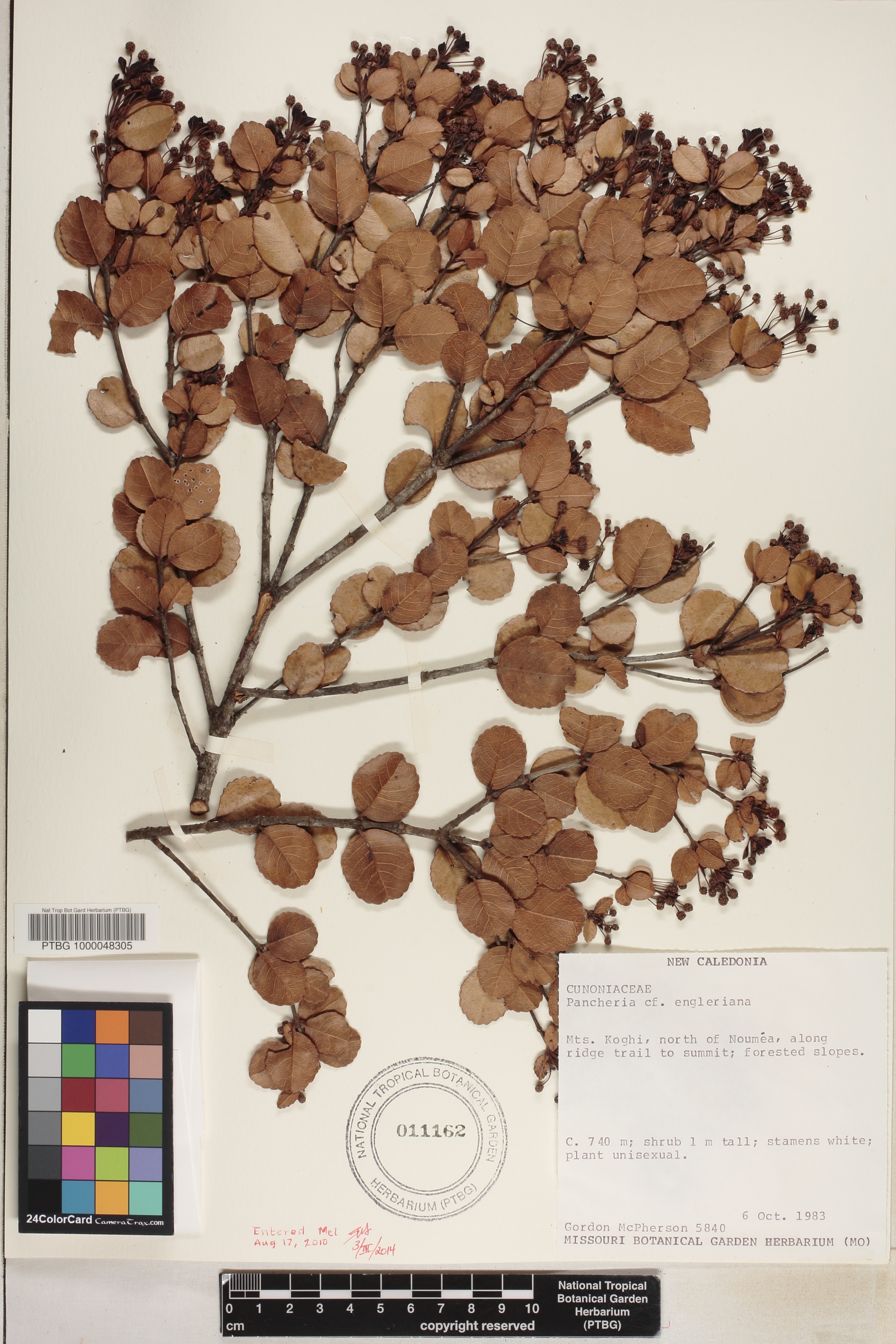 Pancheria engleriana image