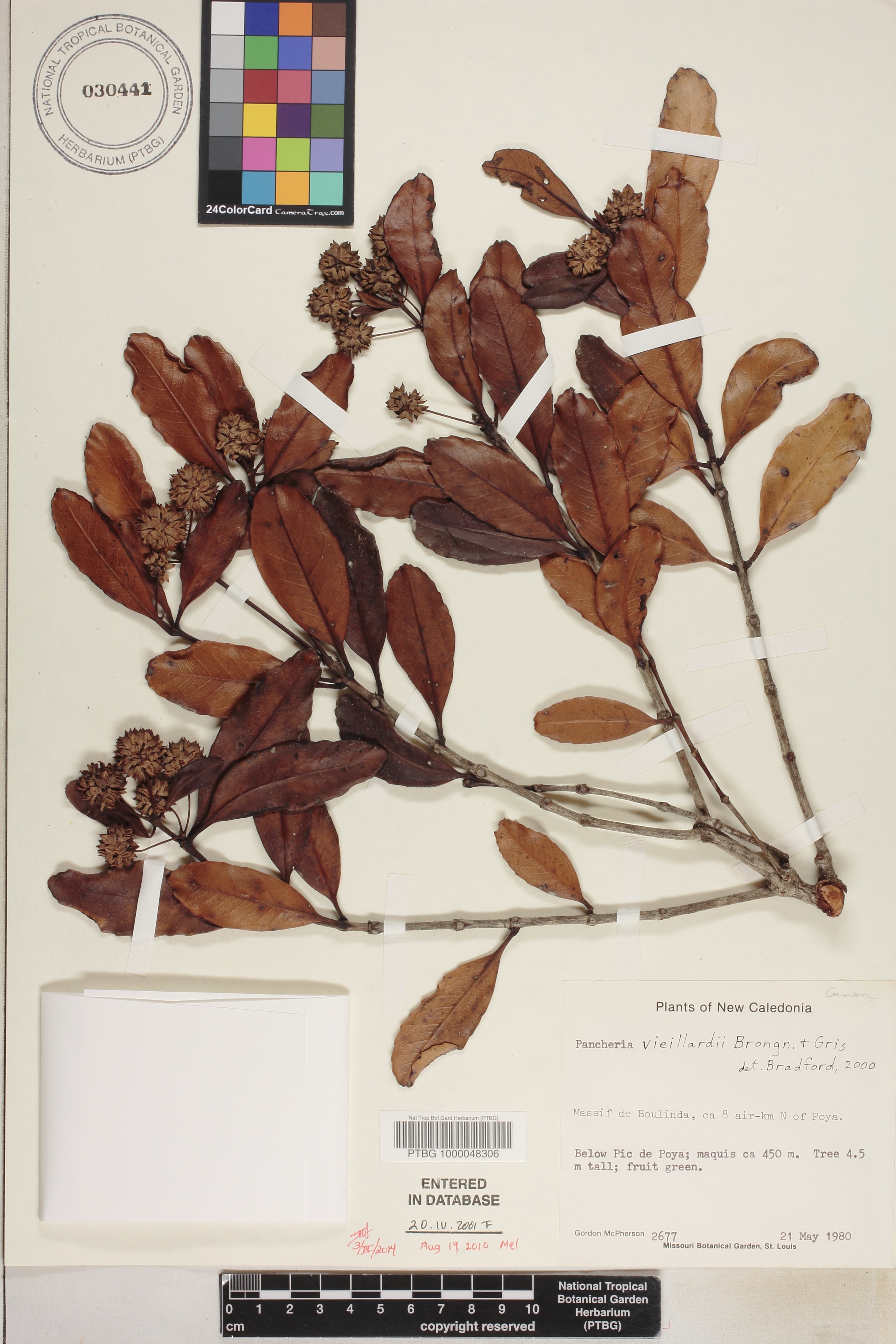 Pancheria billardierei image