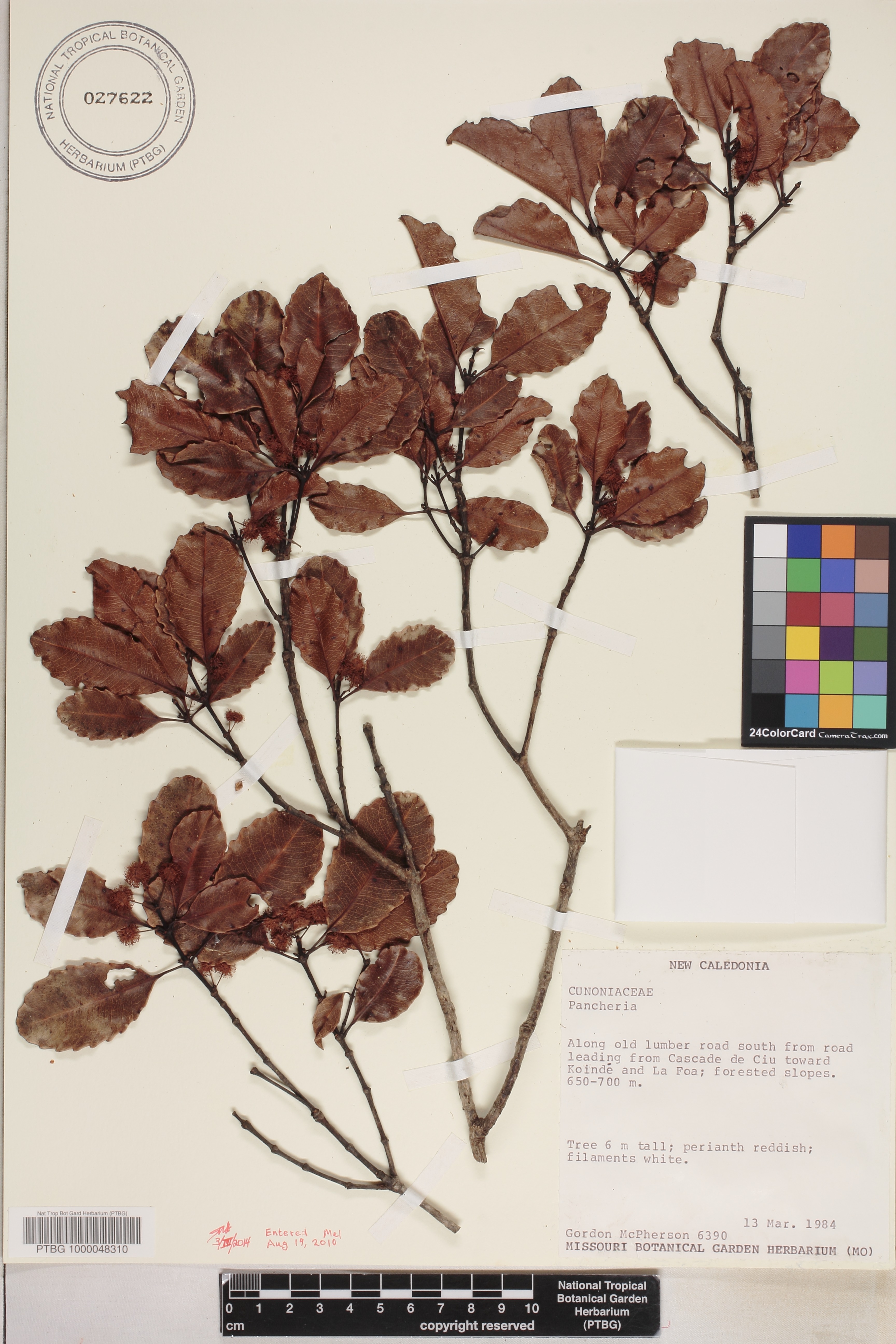 Pancheria brunhesii image