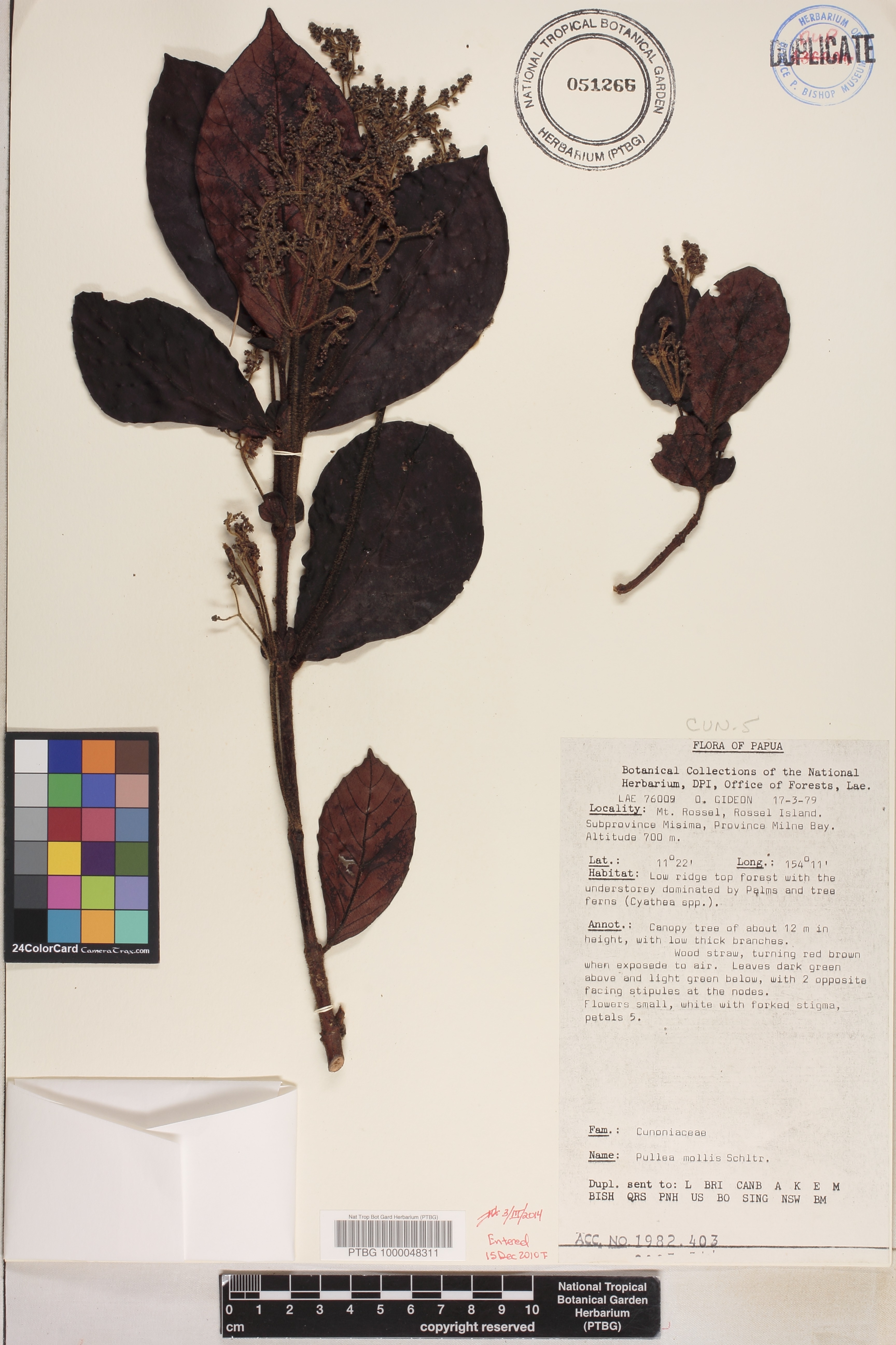 Pullea mollis image