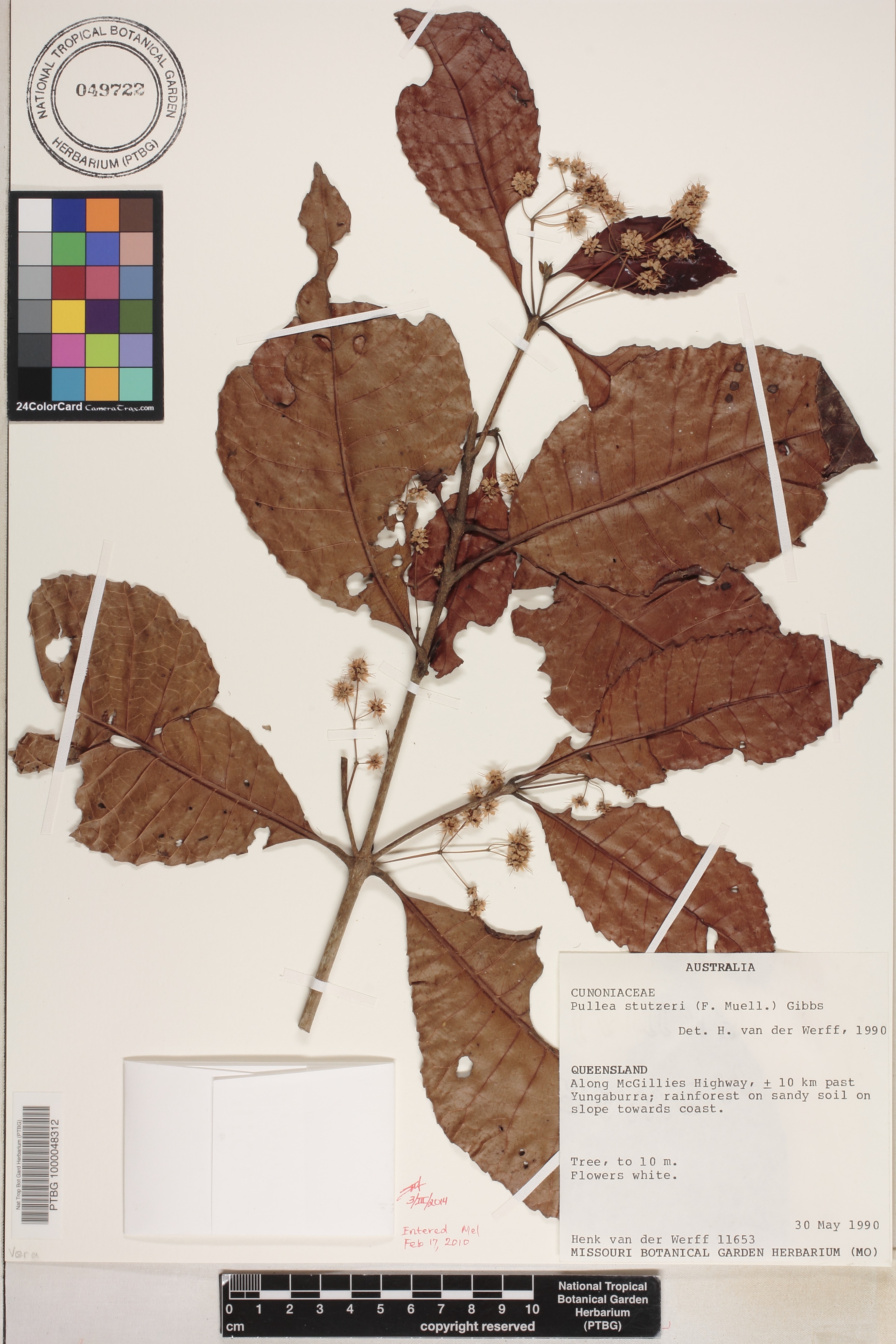 Pullea stutzeri image