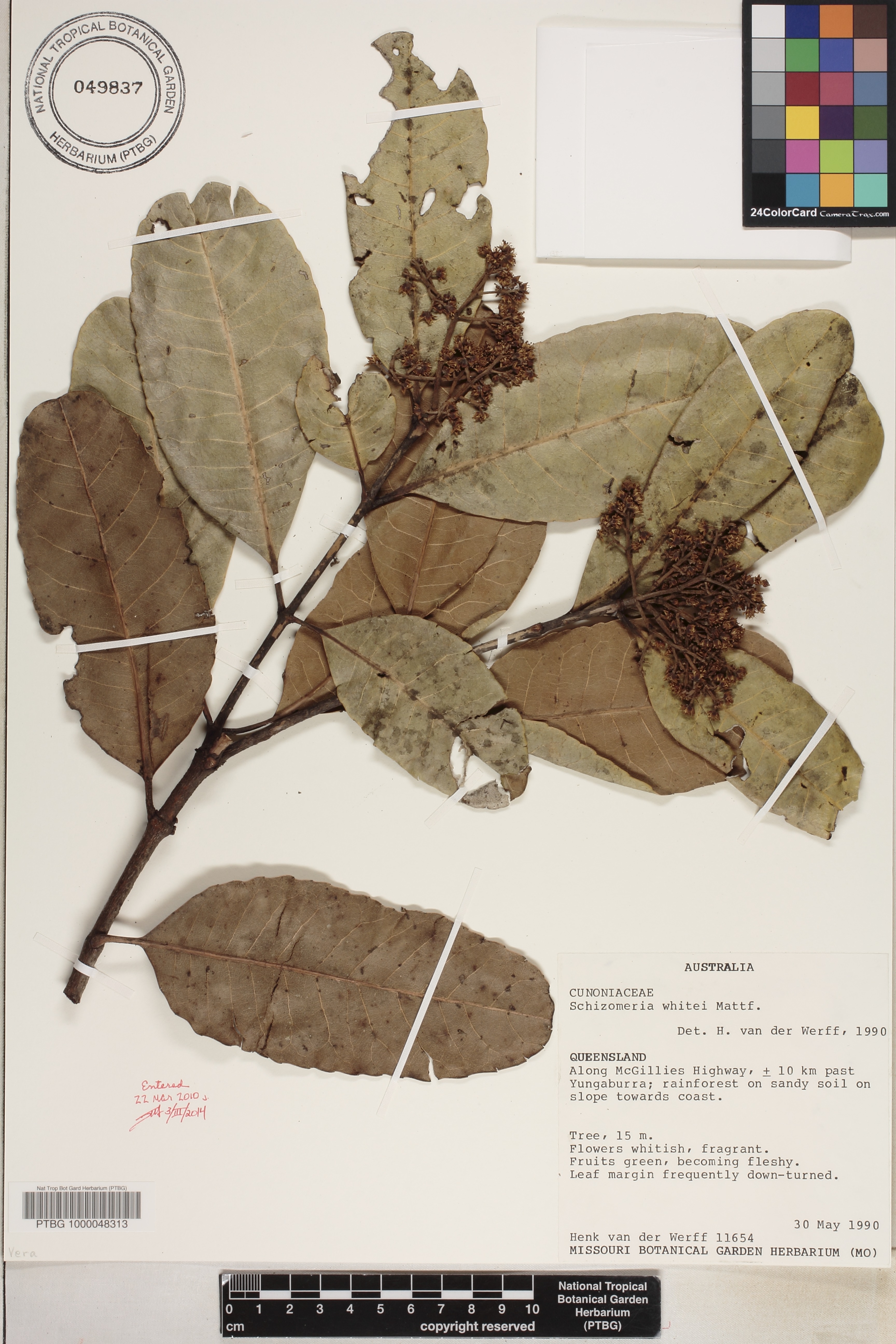 Schizomeria image