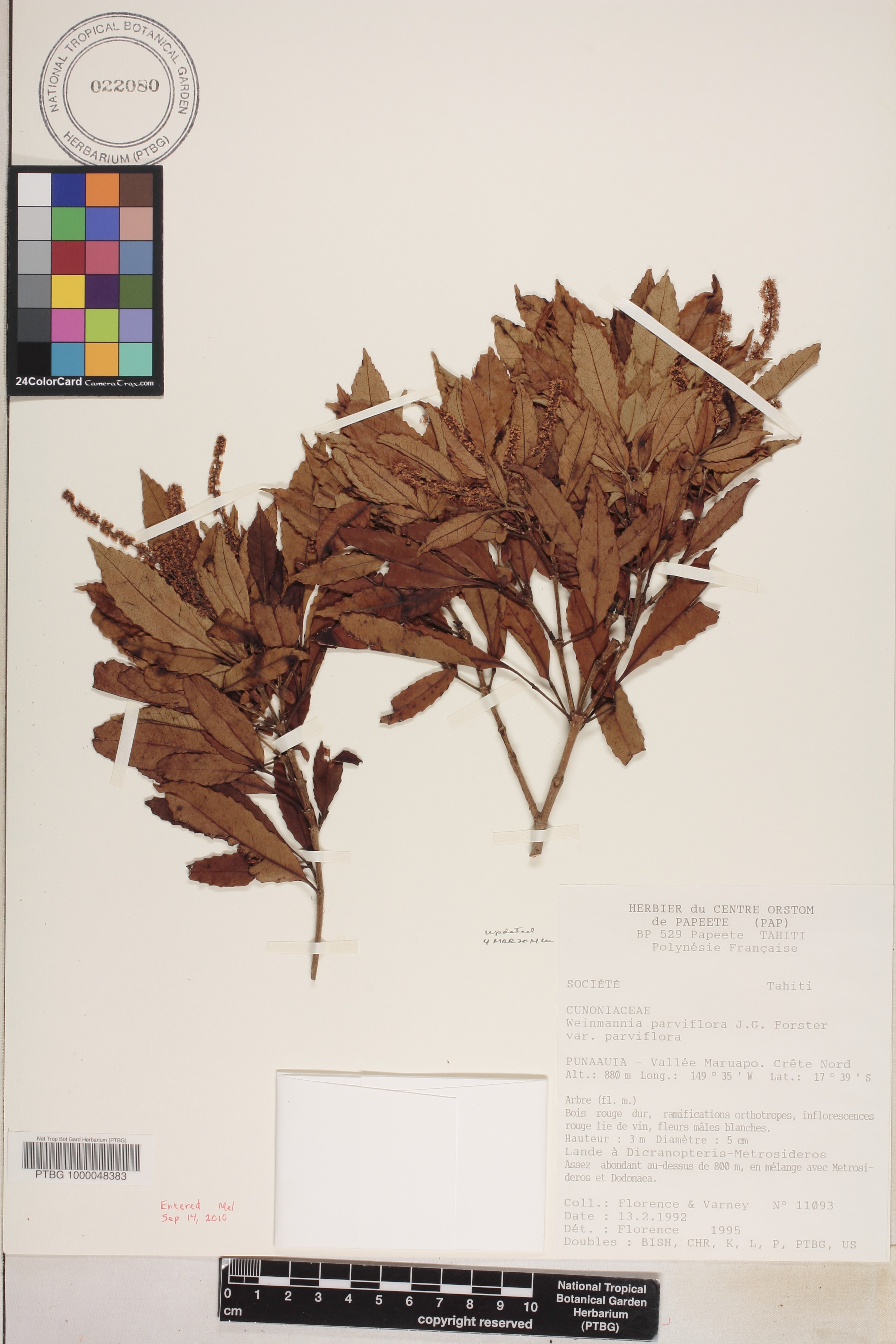 Pterophylla parviflora image