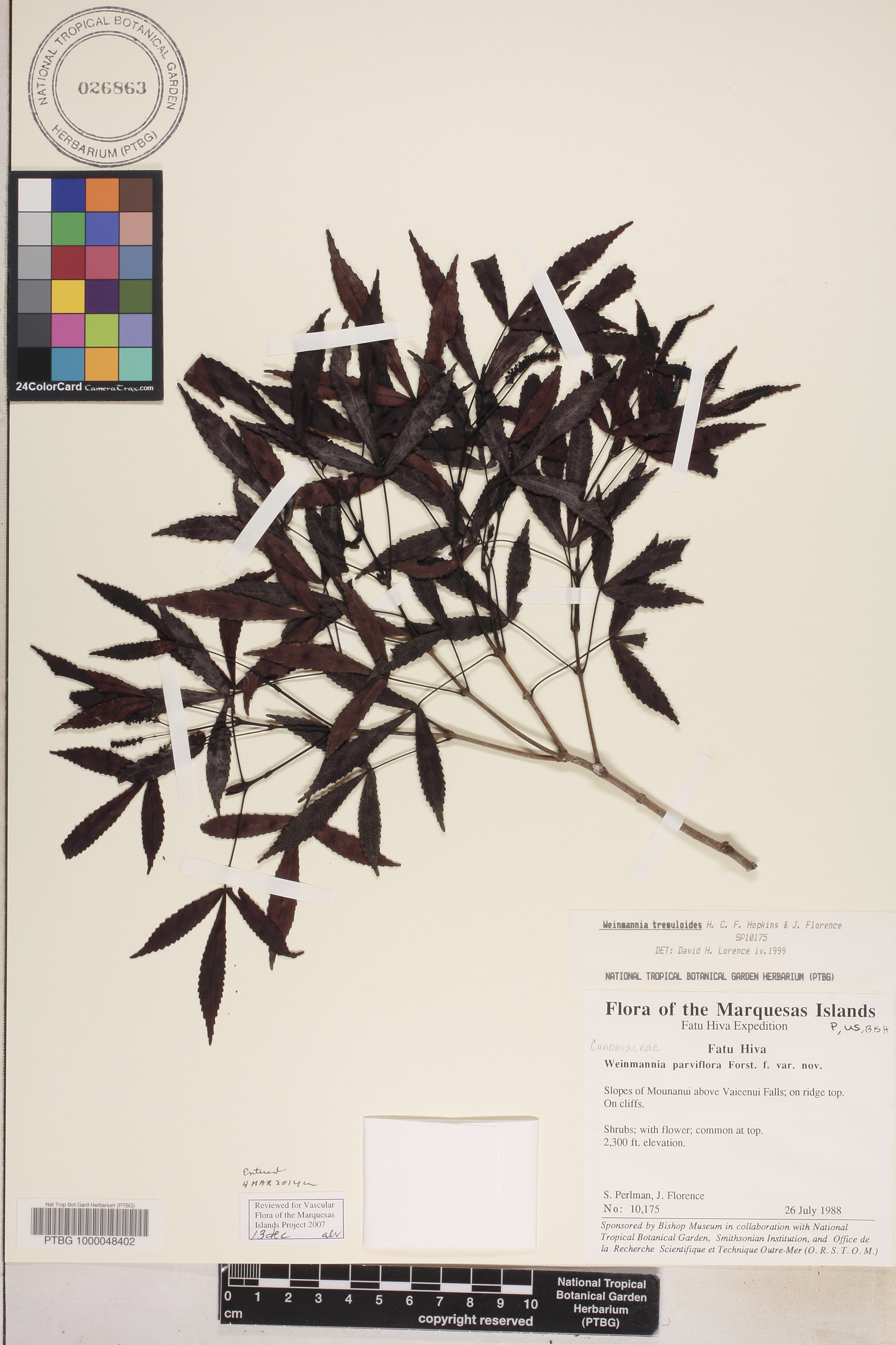 Pterophylla tremuloides image
