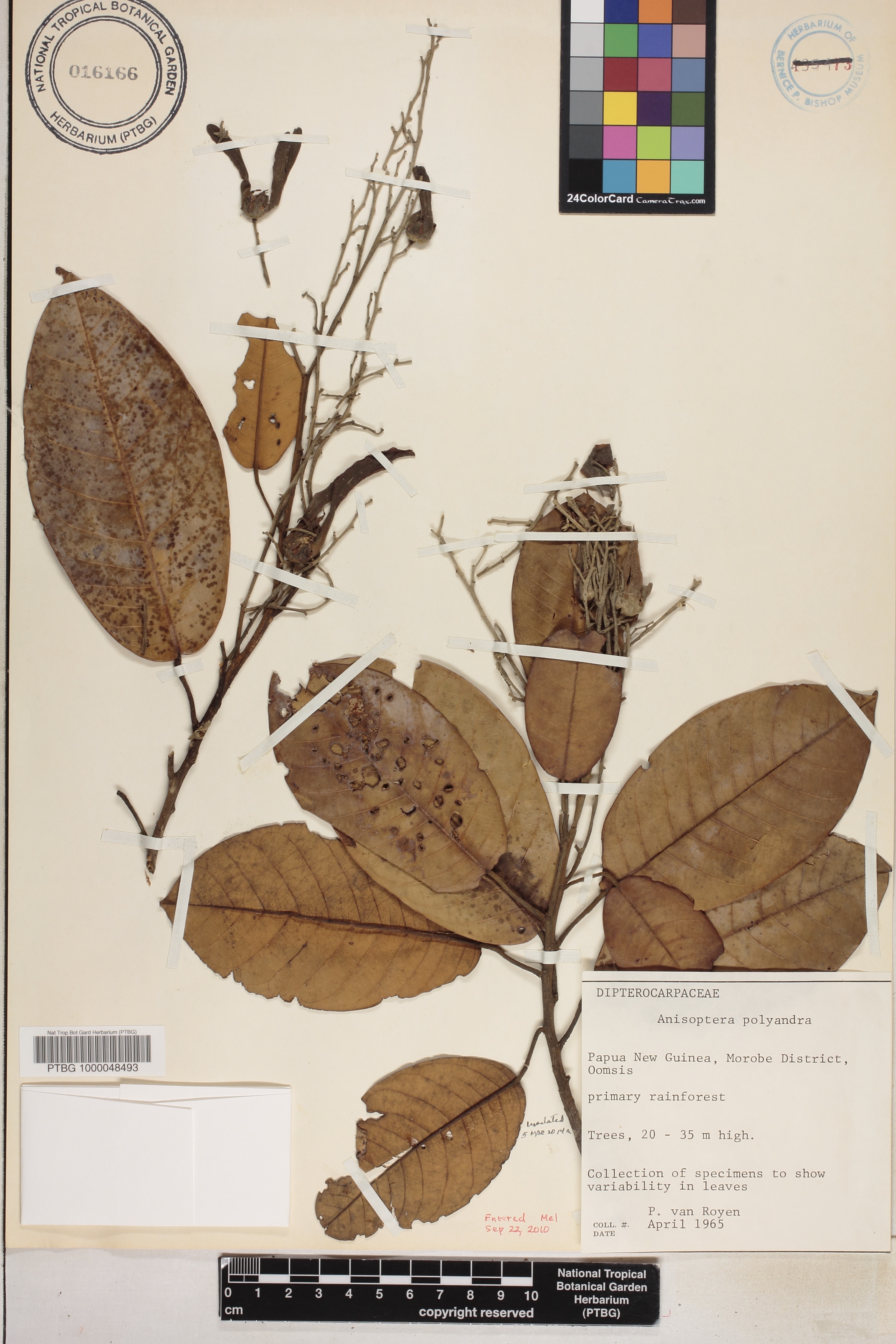 Anisoptera thurifera subsp. polyandra image