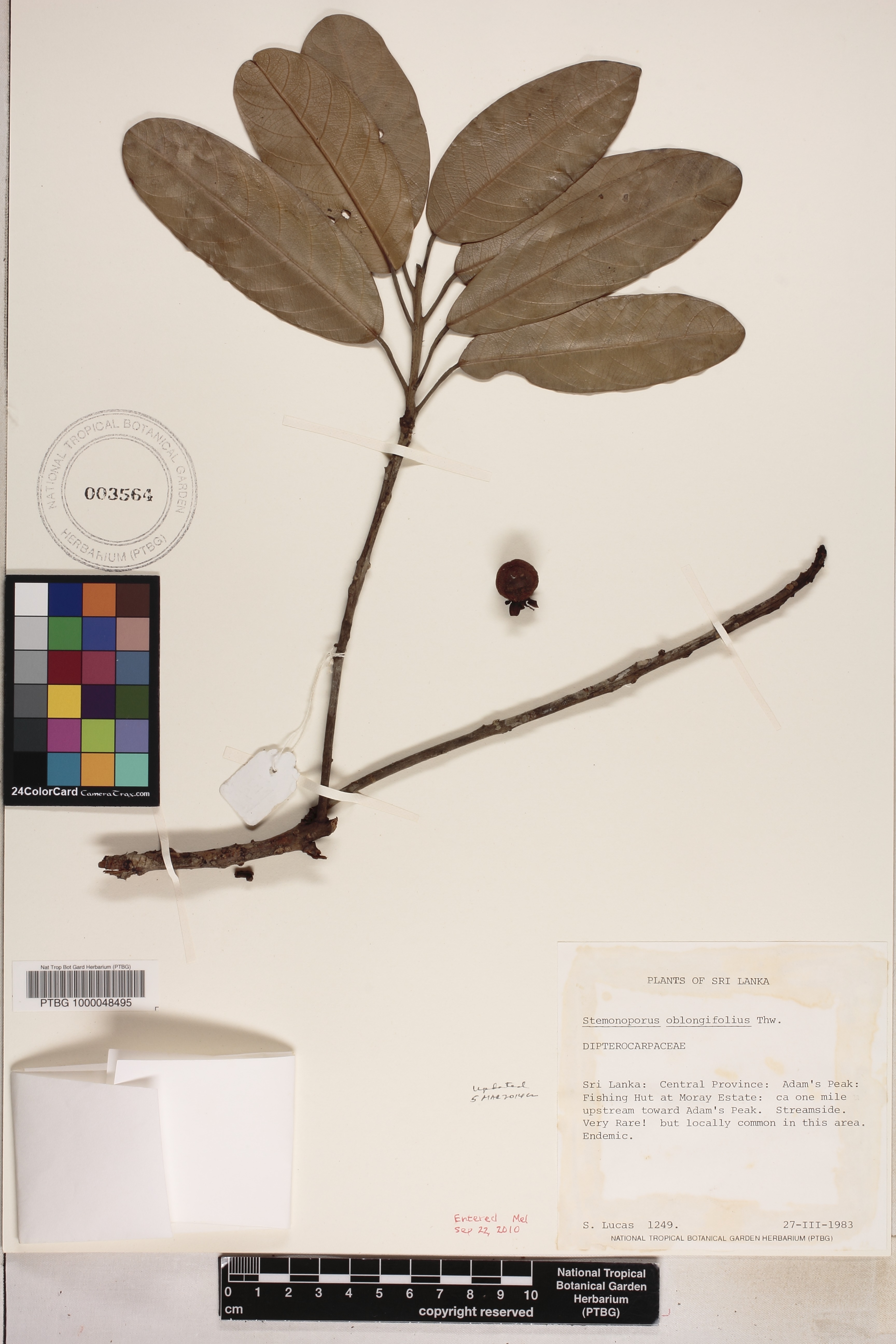 Stemonoporus oblongifolius image