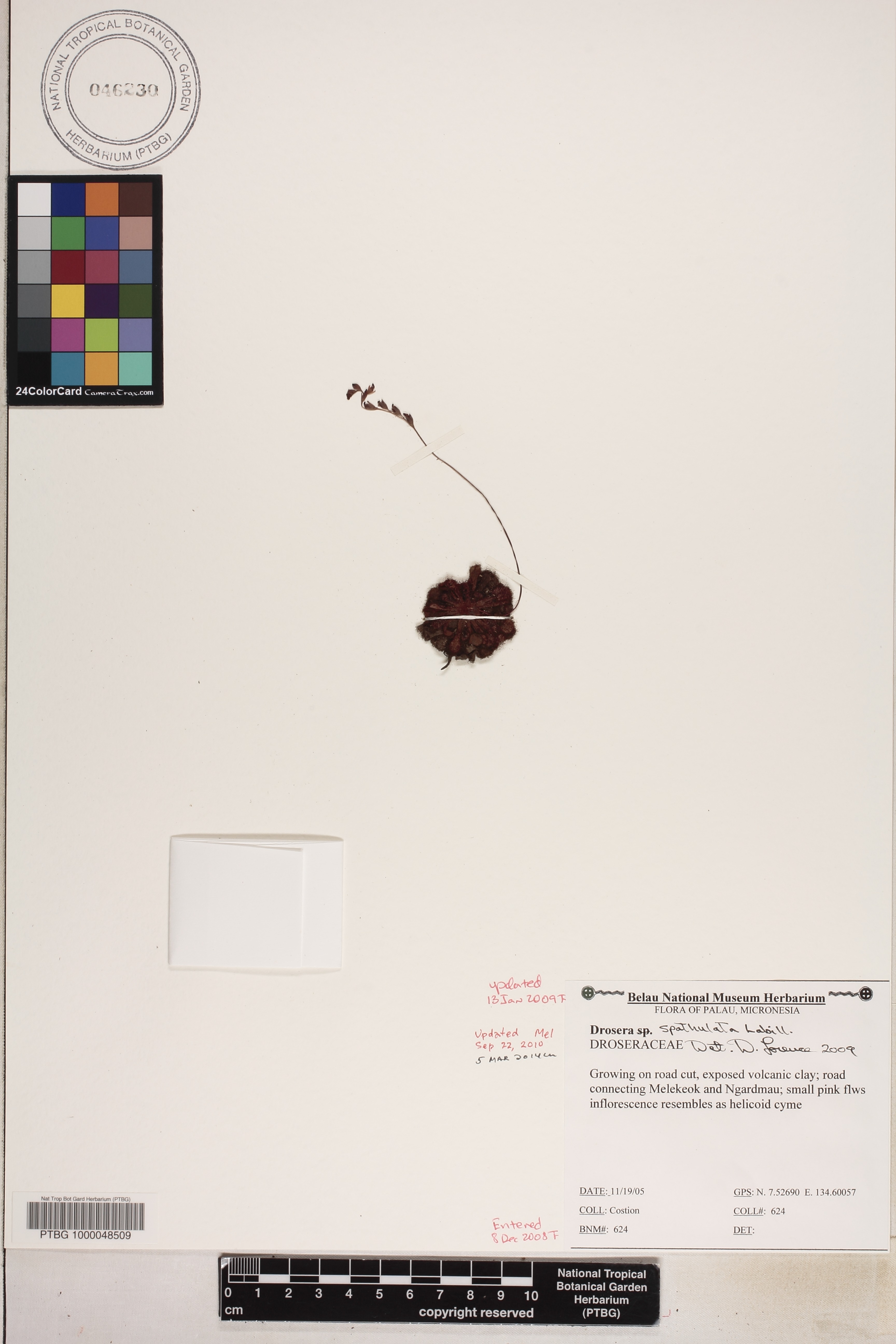 Drosera aliciae image