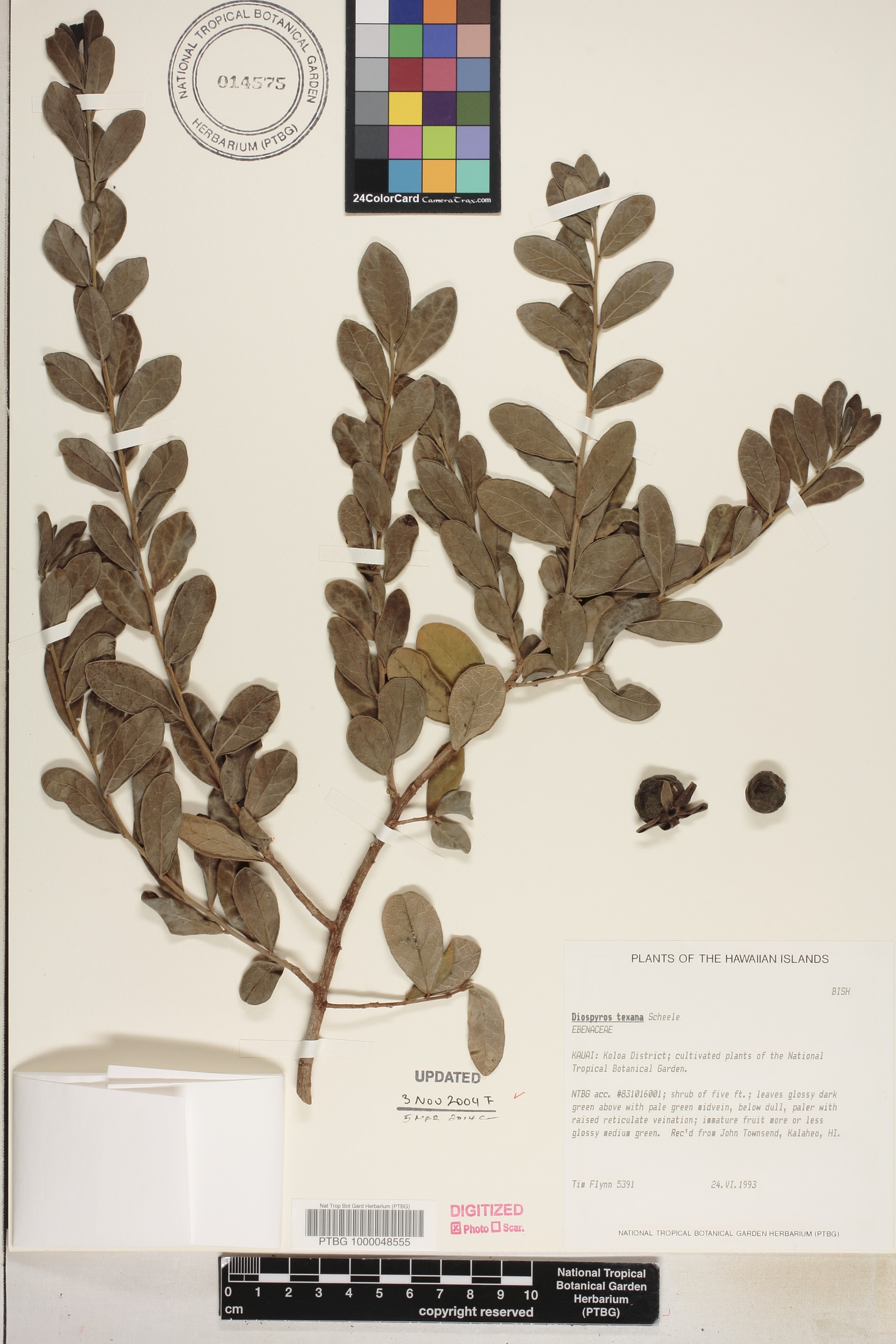 Diospyros texana image
