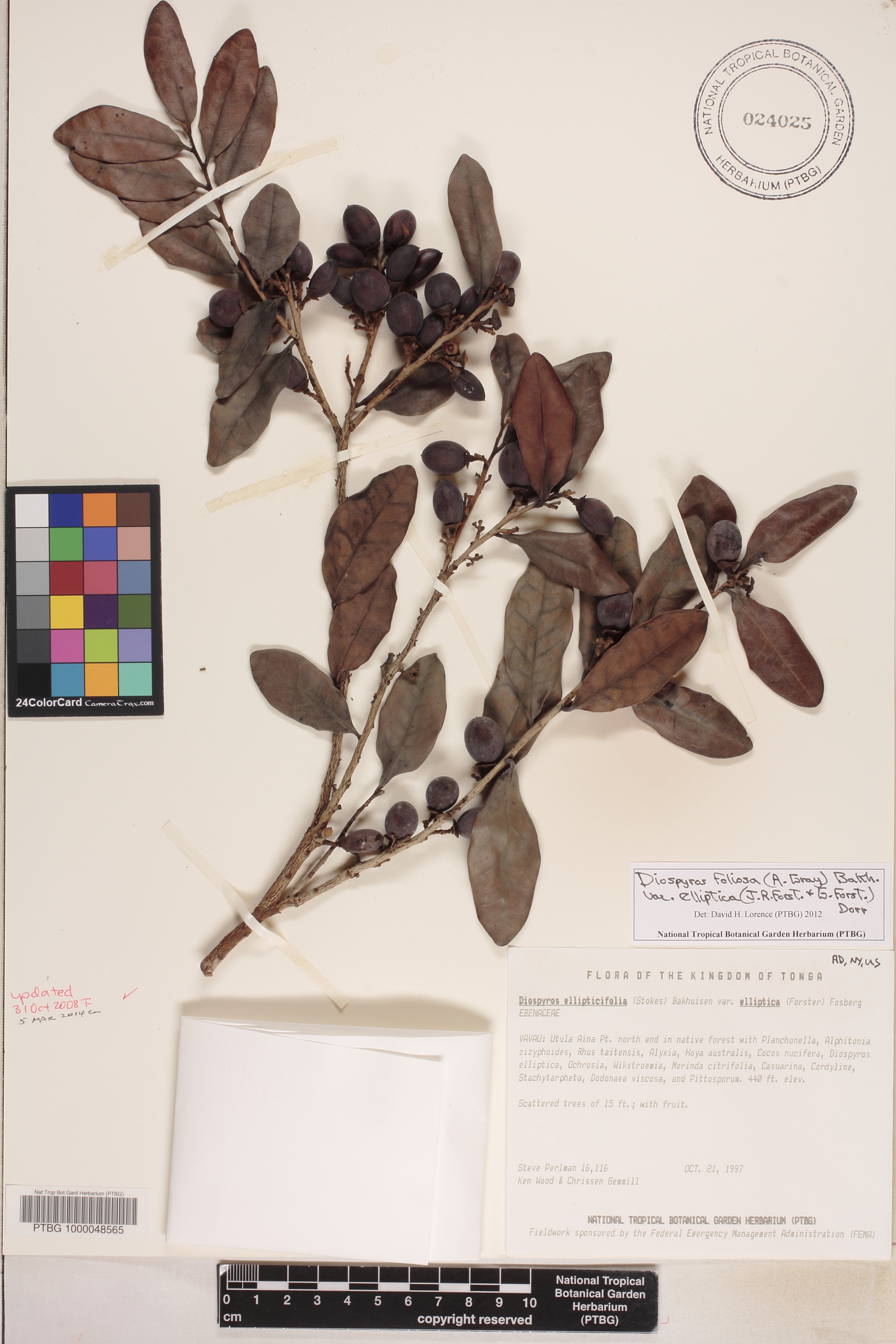 Diospyros foliosa image