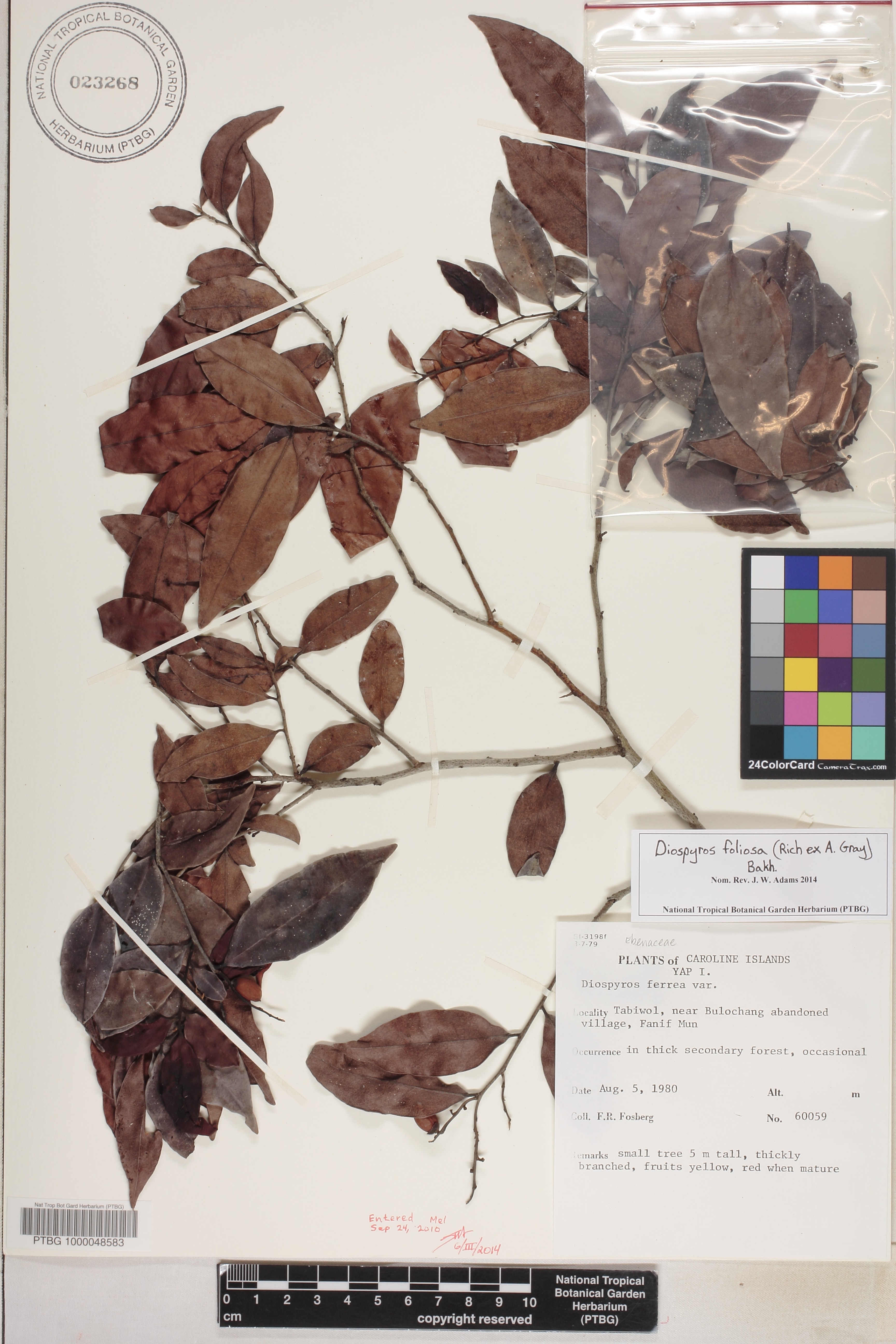 Diospyros image