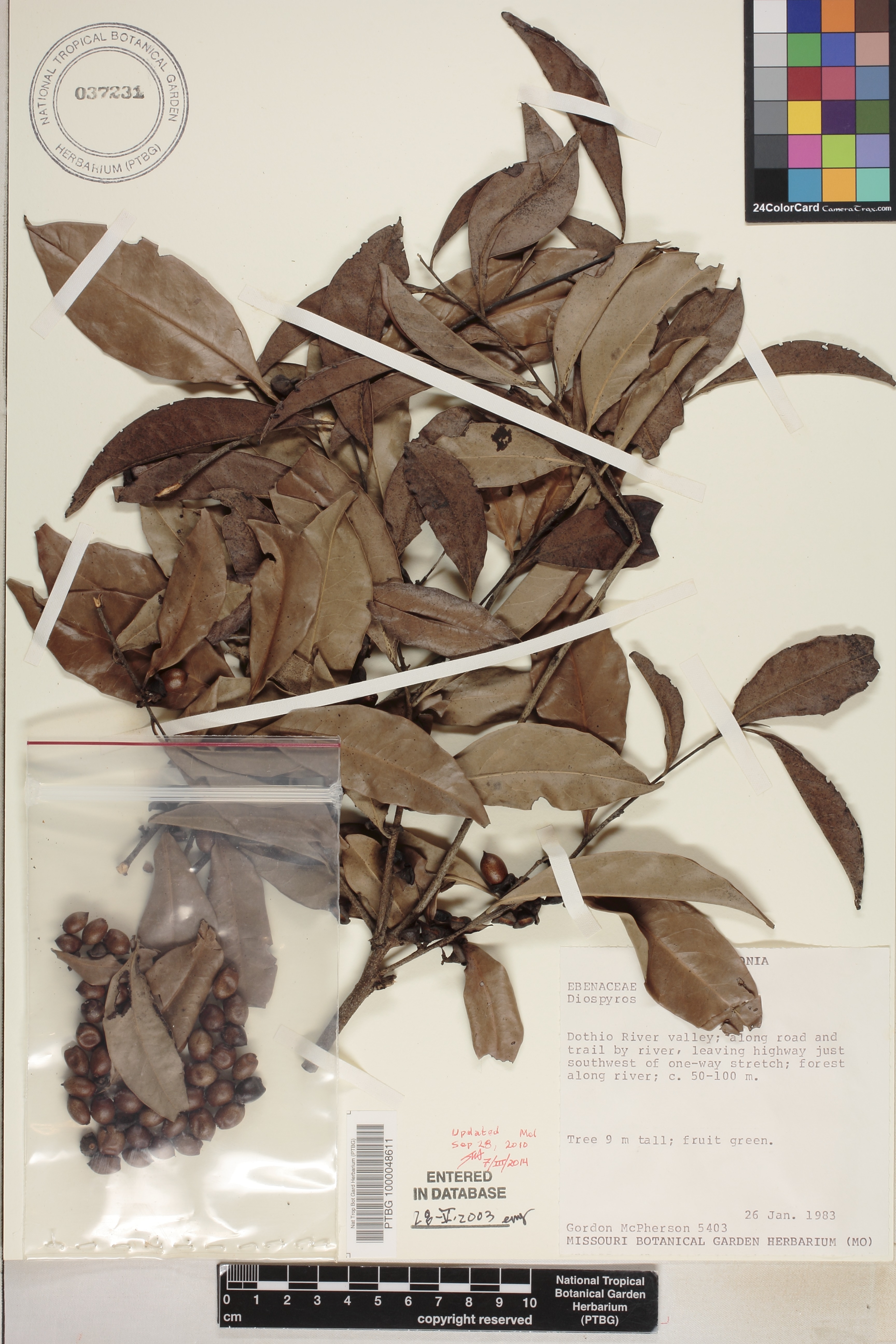 Diospyros fasciculosa image