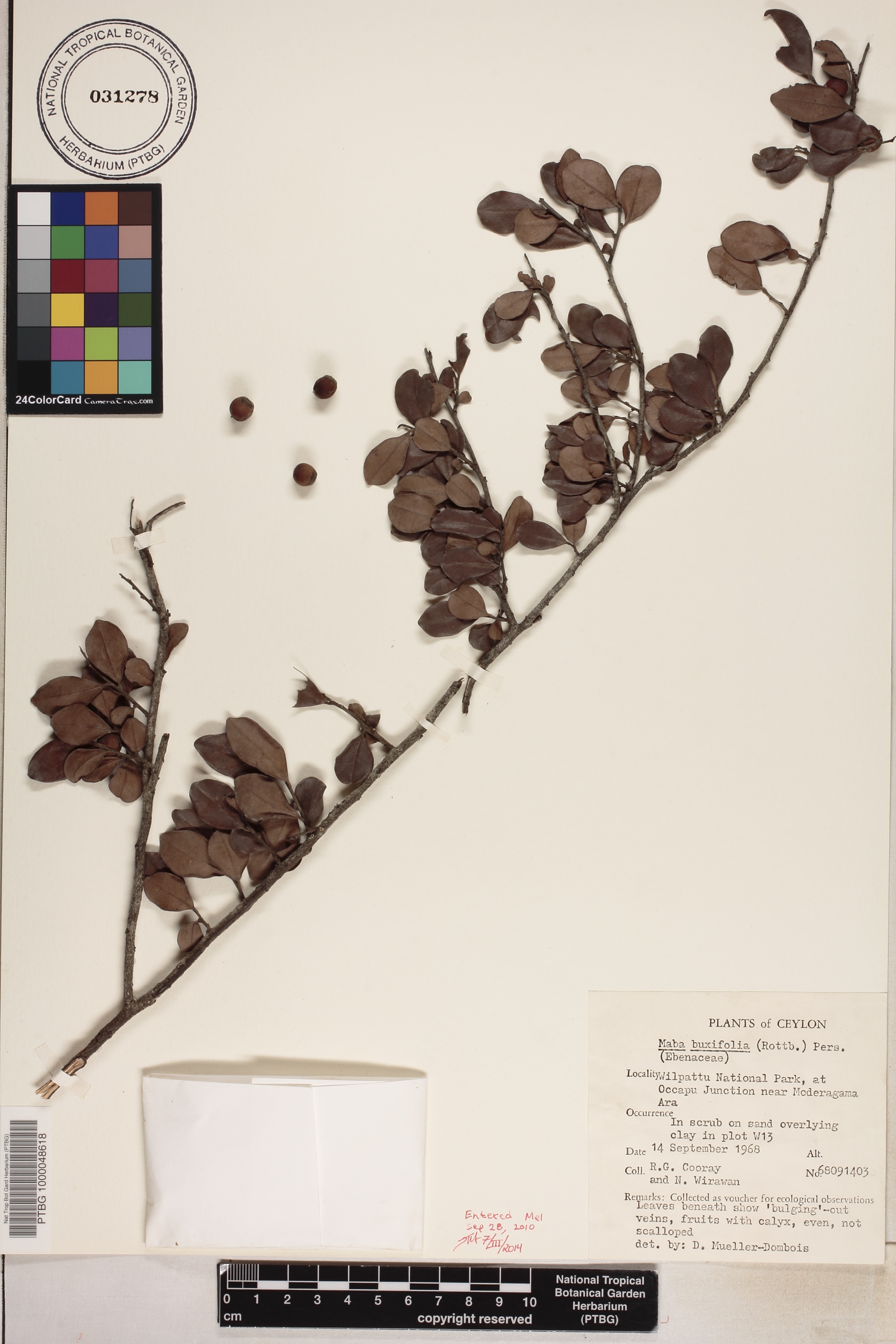 Diospyros ferrea image