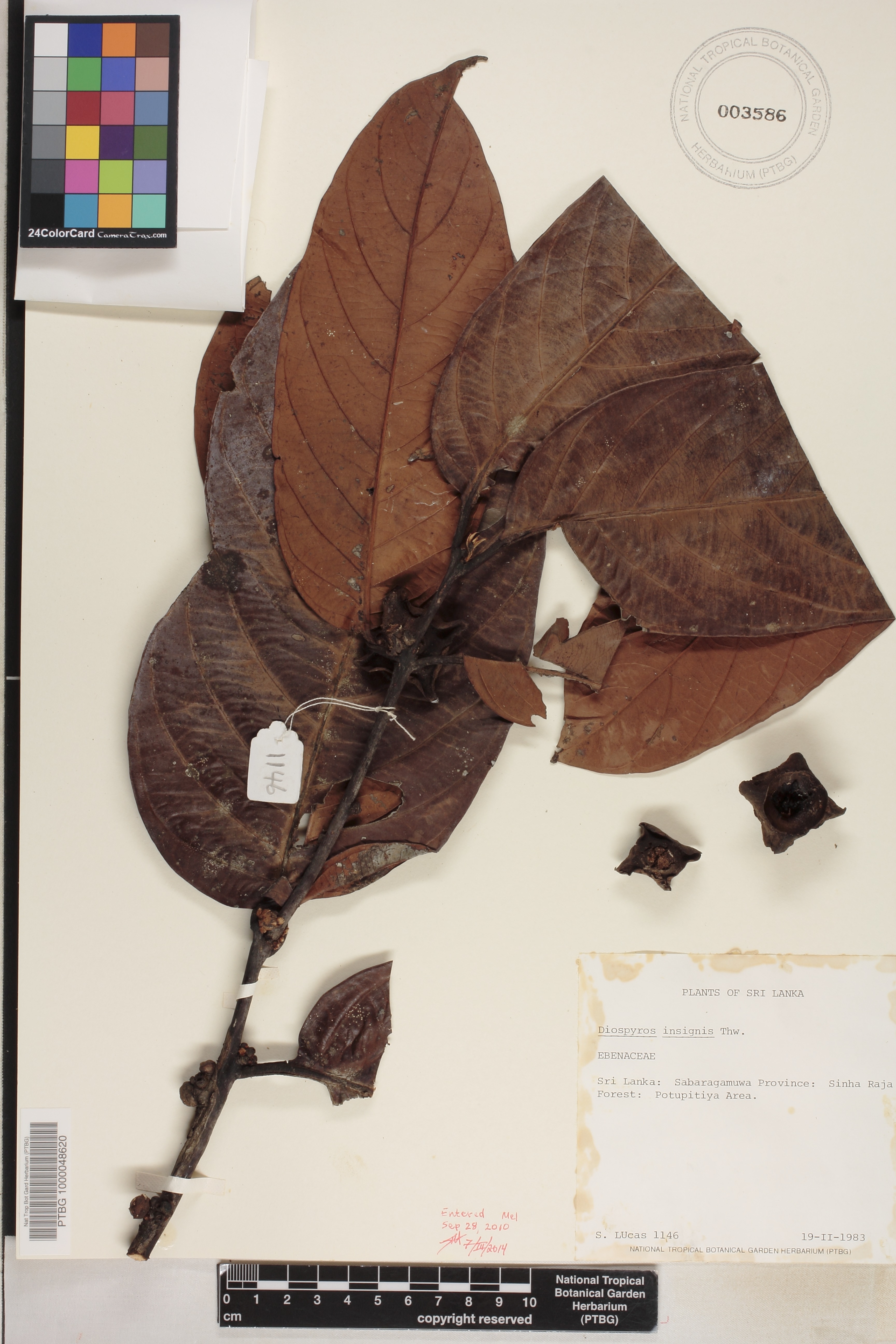 Ebenaceae image