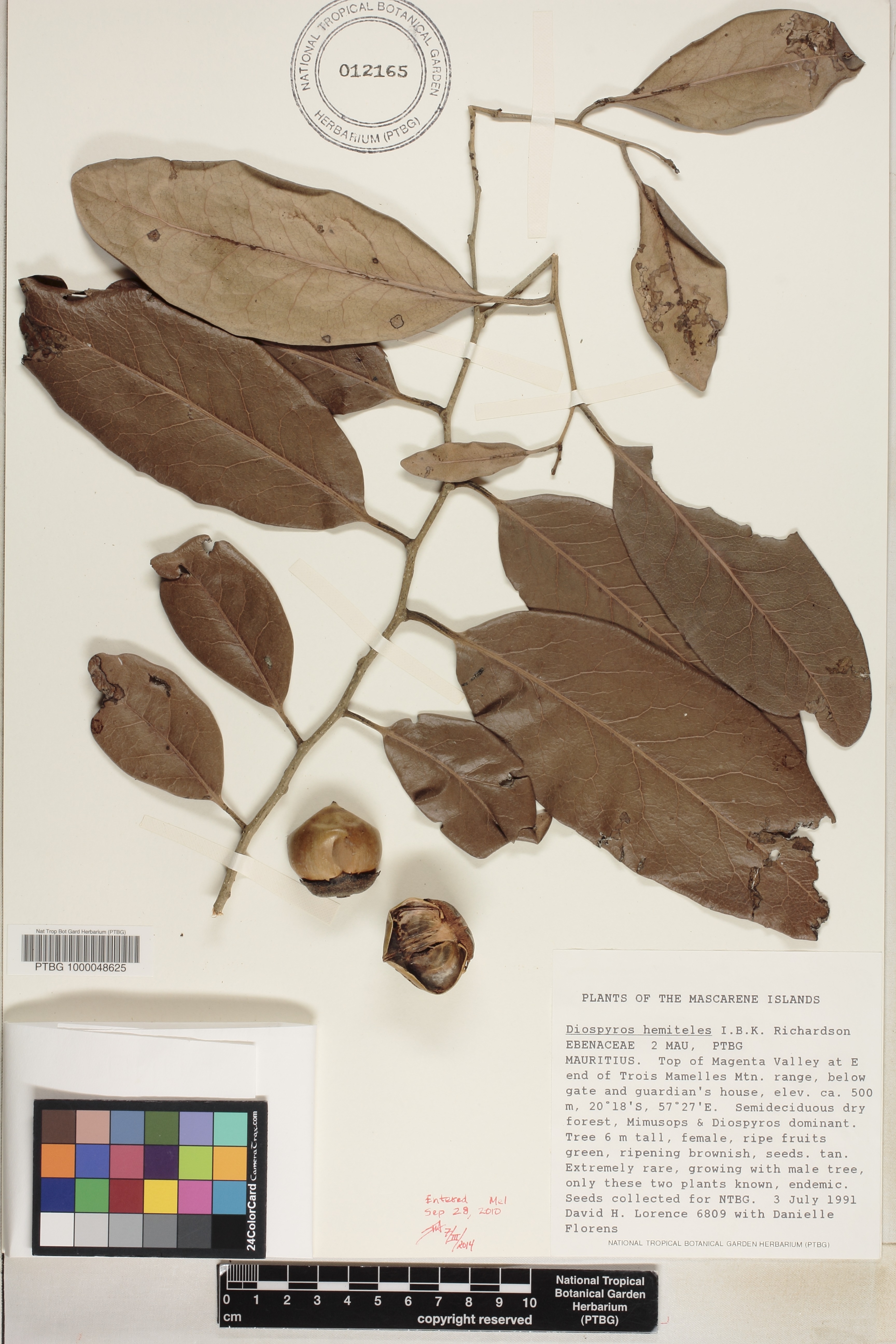 Diospyros hemiteles image
