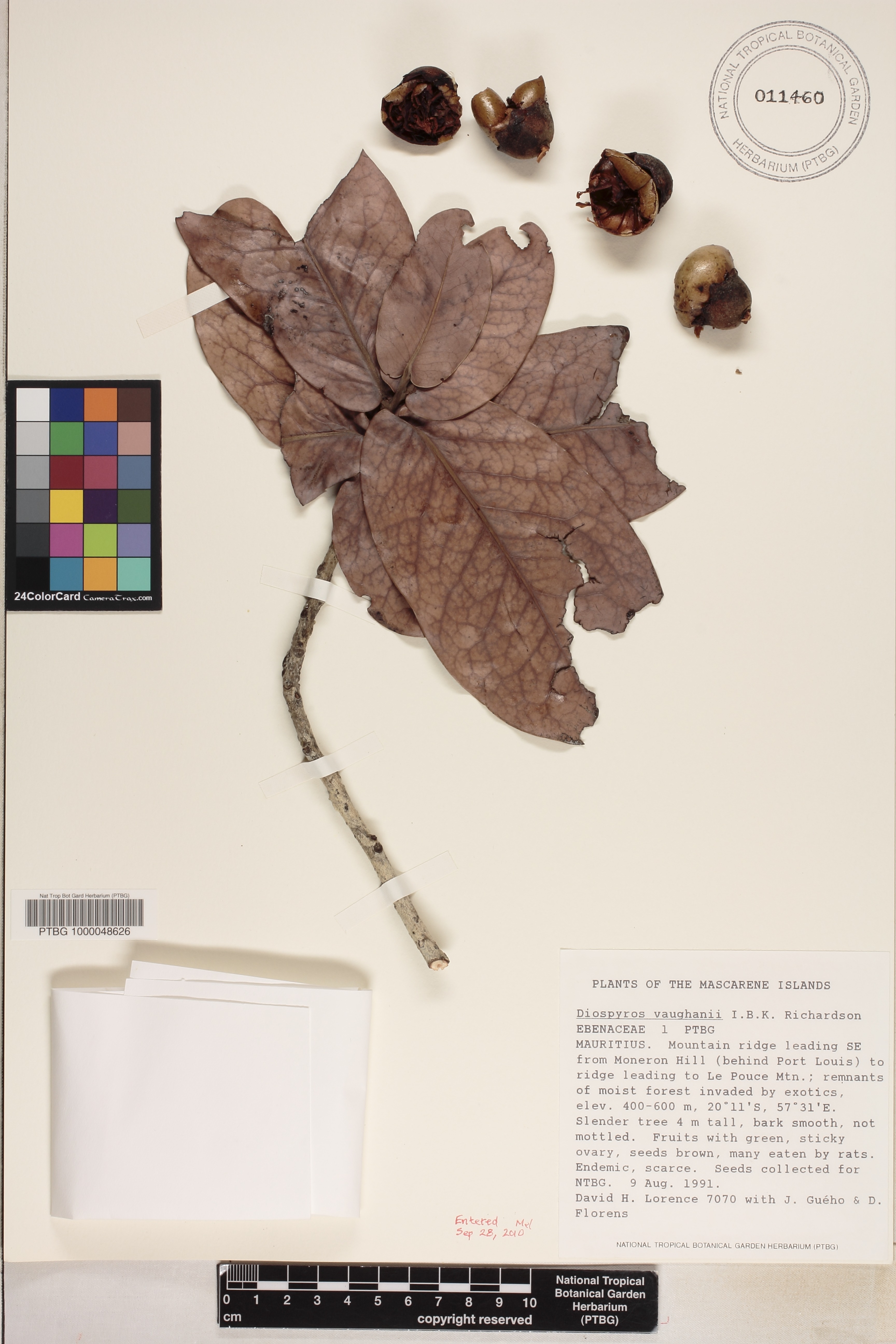 Diospyros consolatae image