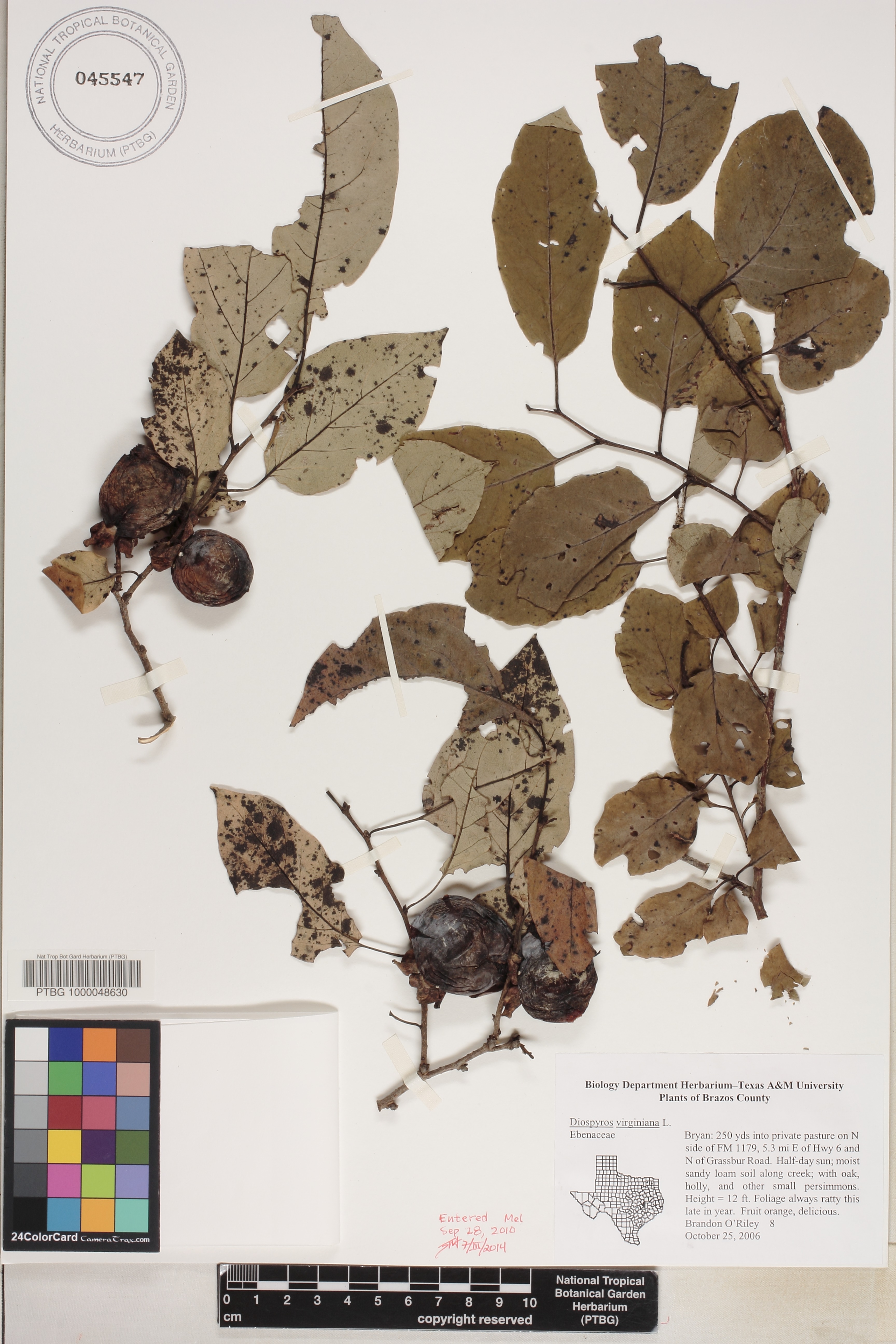 Diospyros virginiana image