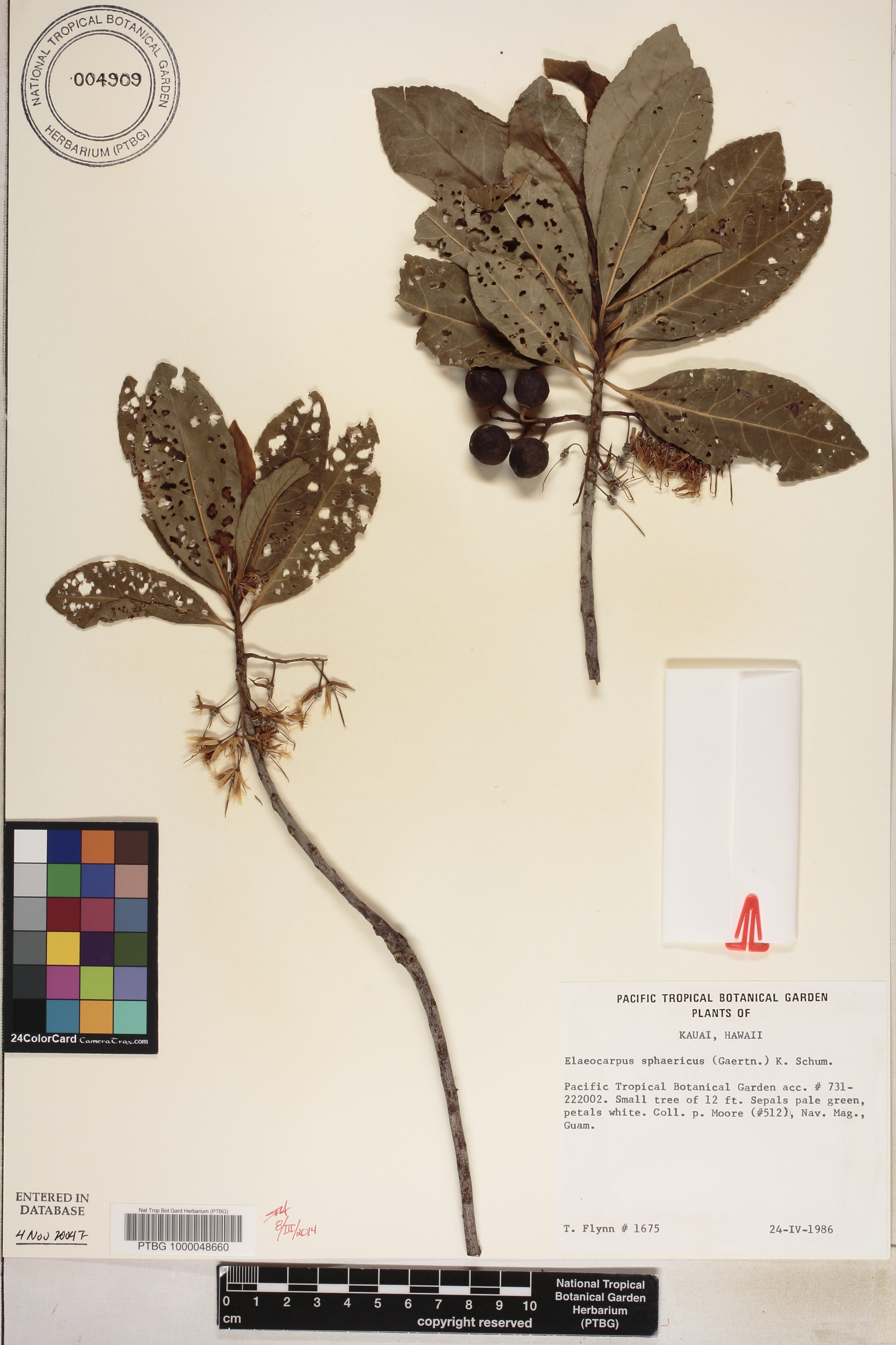 Elaeocarpus angustifolius image