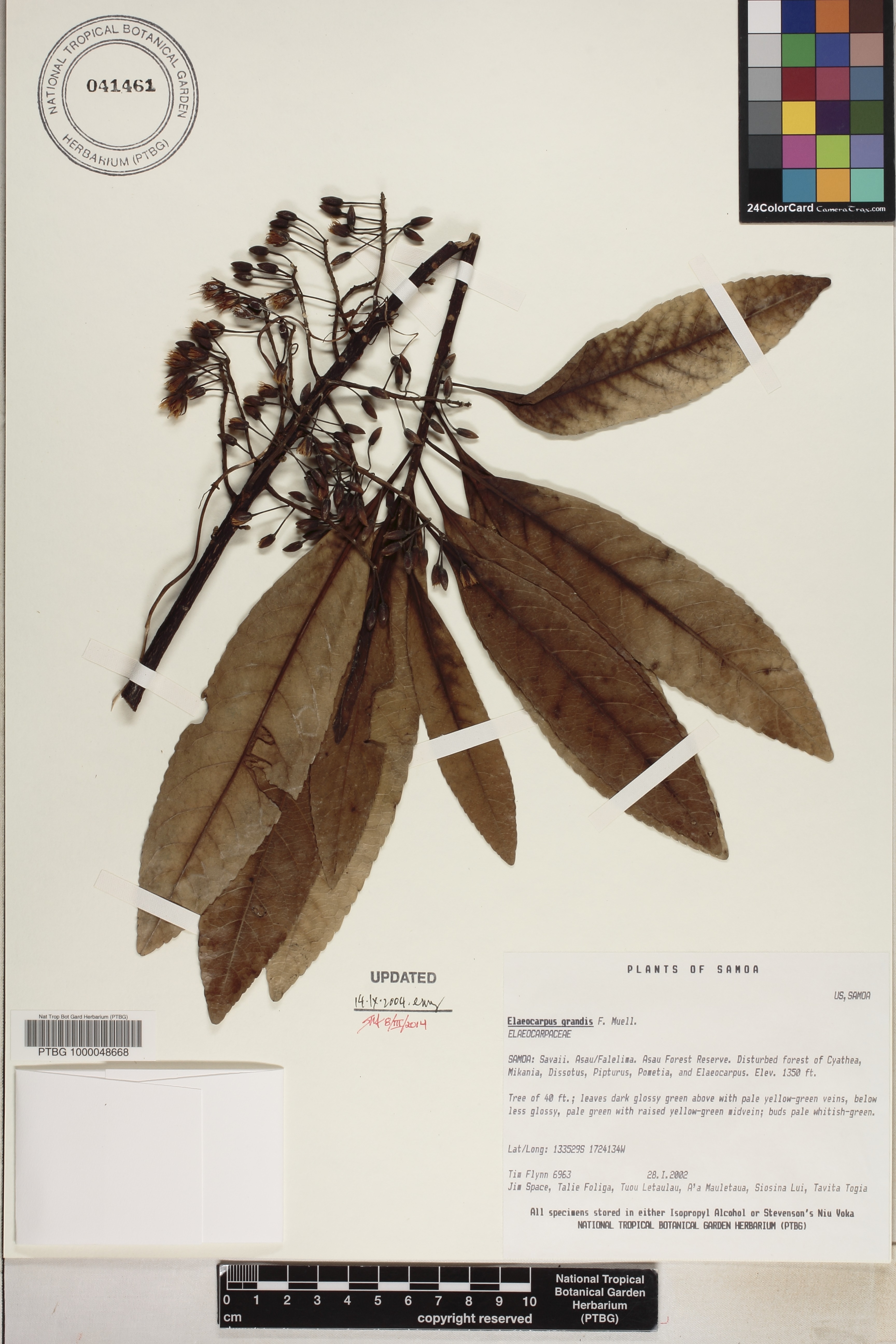 Elaeocarpus angustifolius image