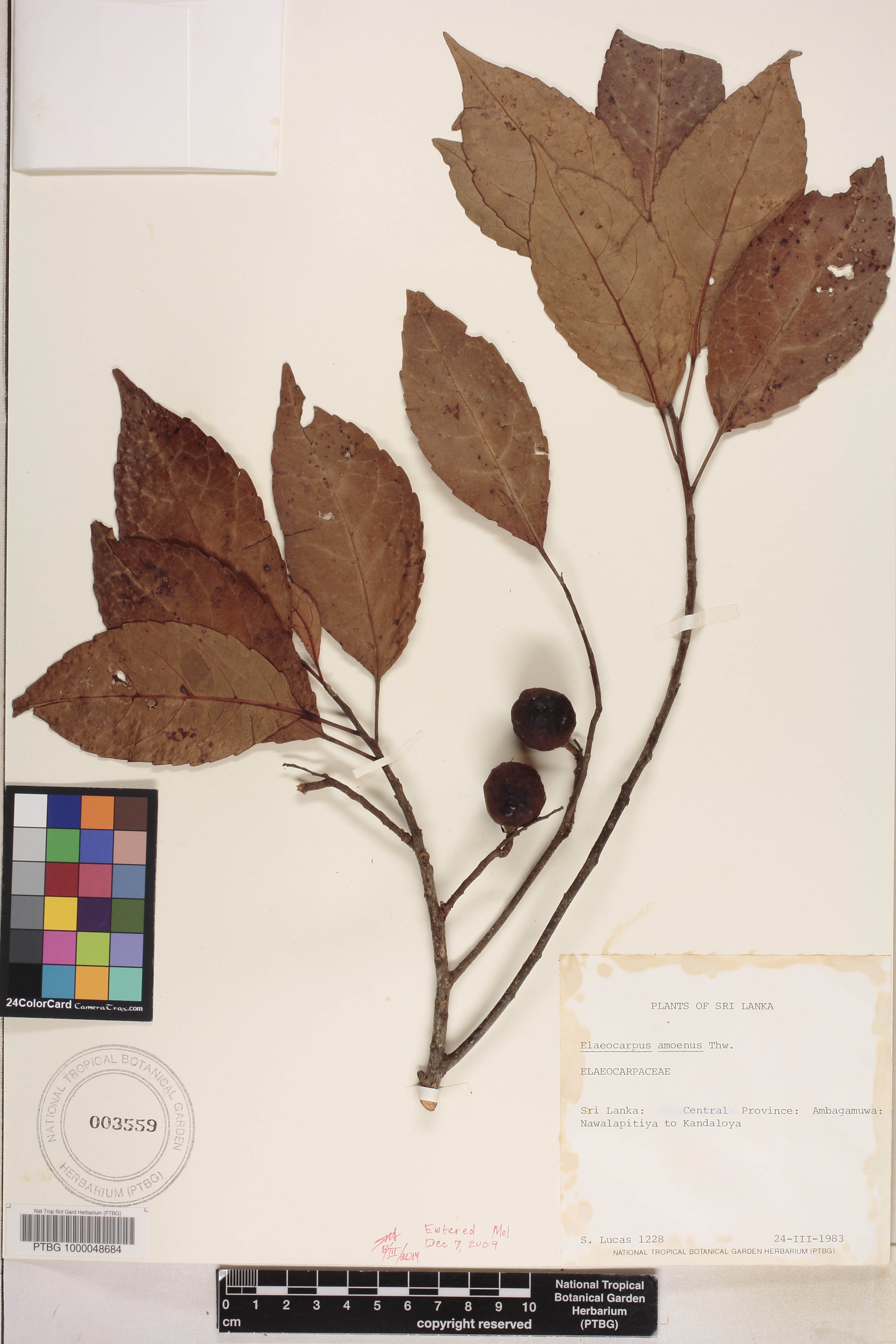 Elaeocarpus image