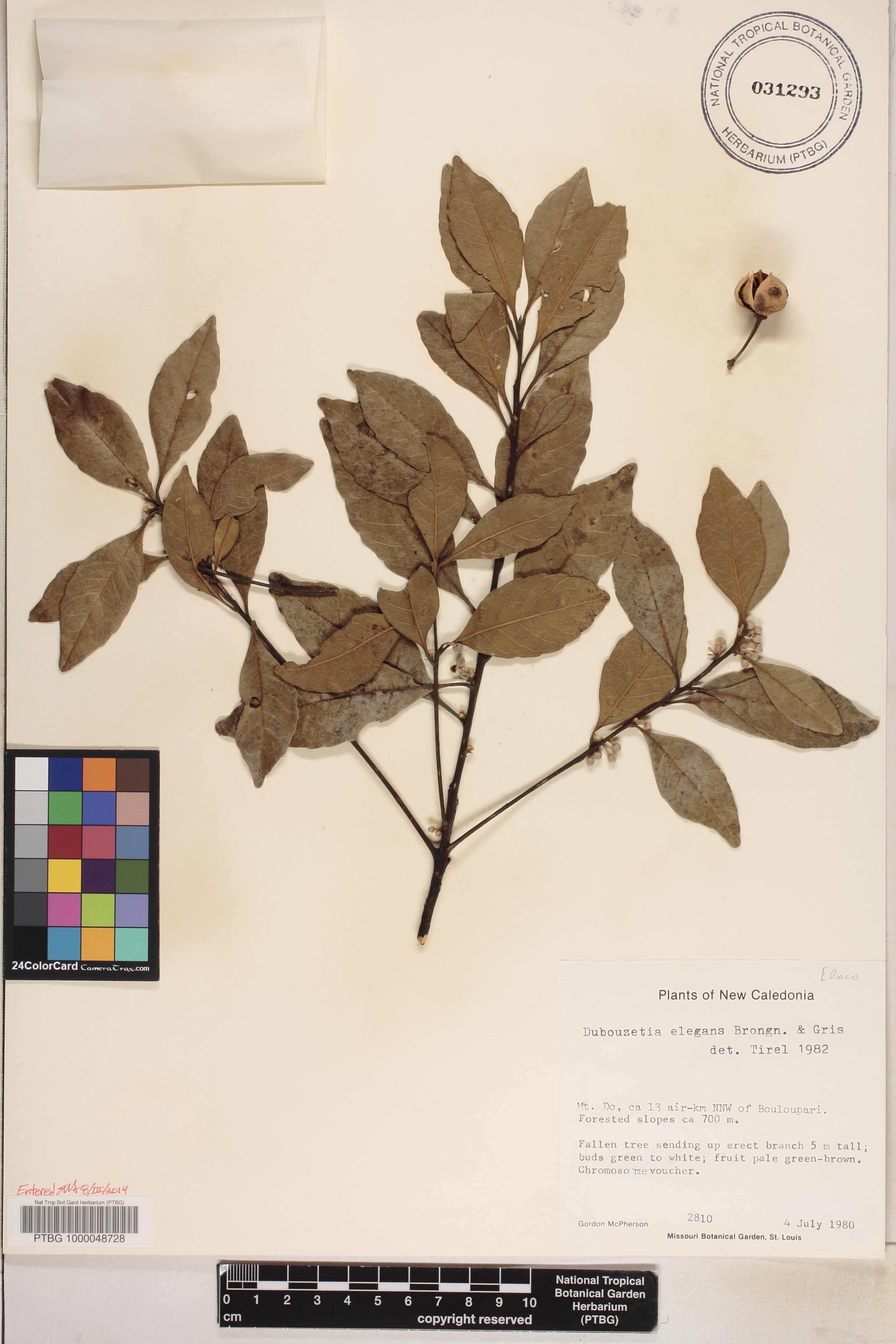 Dubouzetia elegans image
