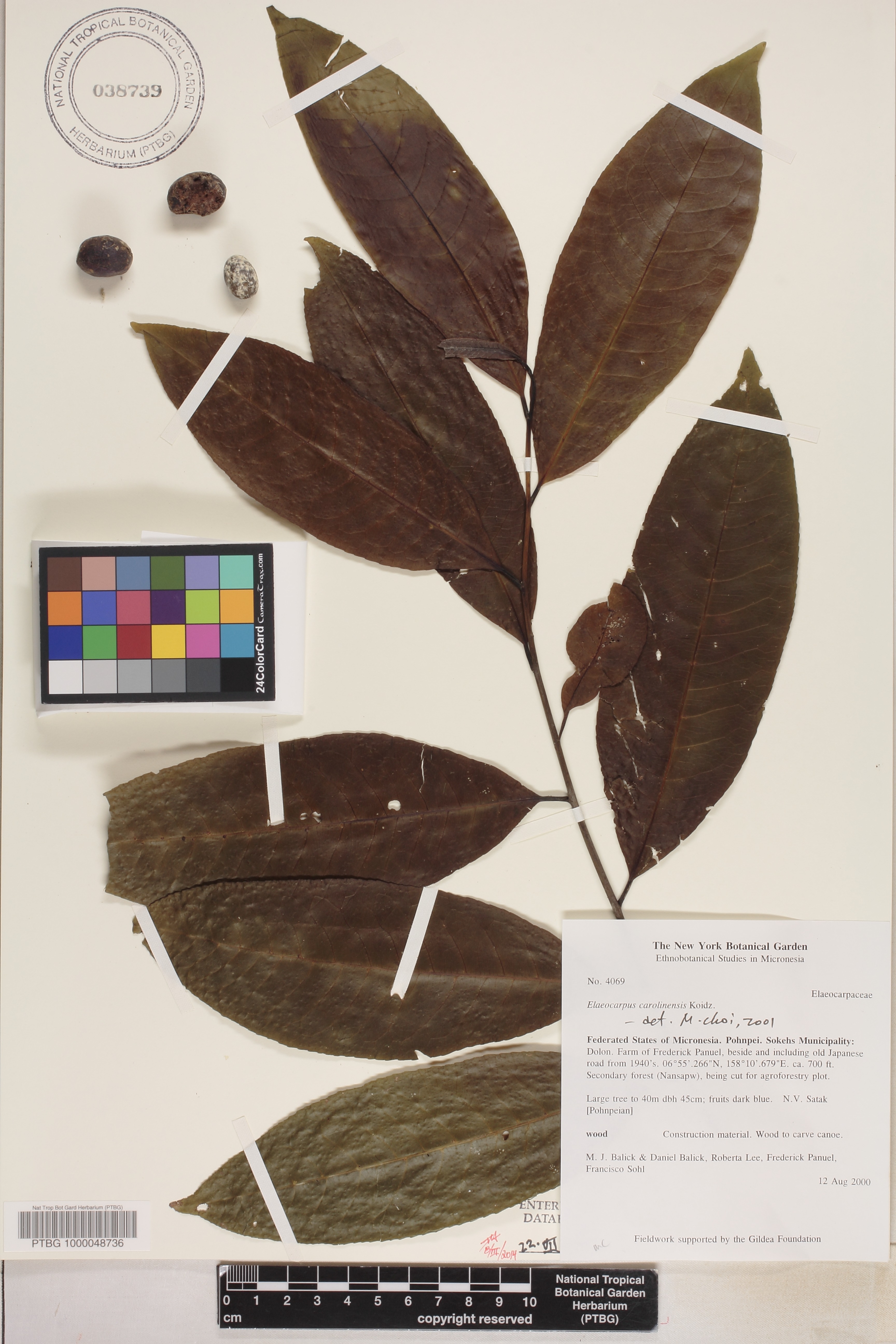 Elaeocarpus image