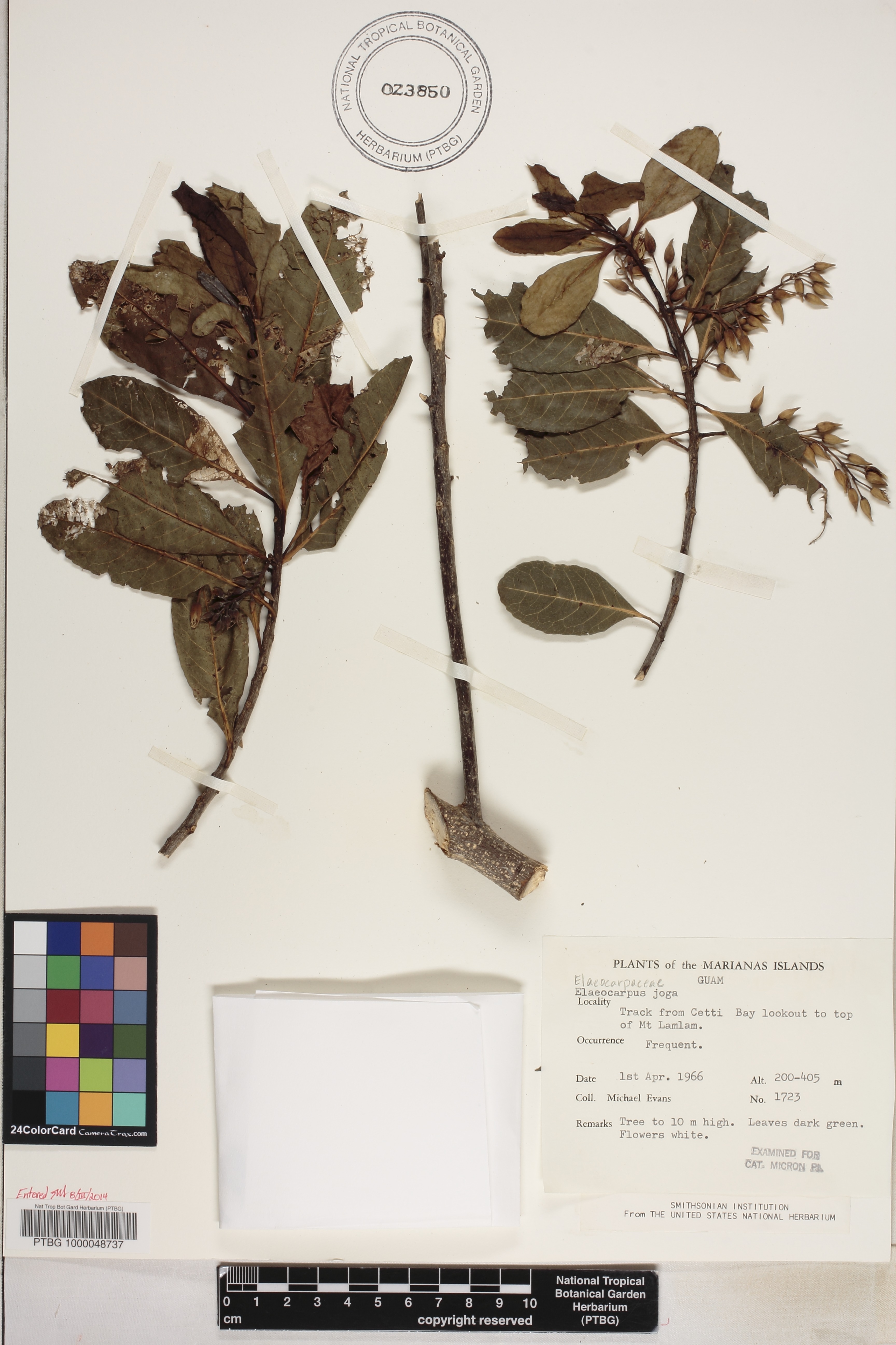 Elaeocarpaceae image