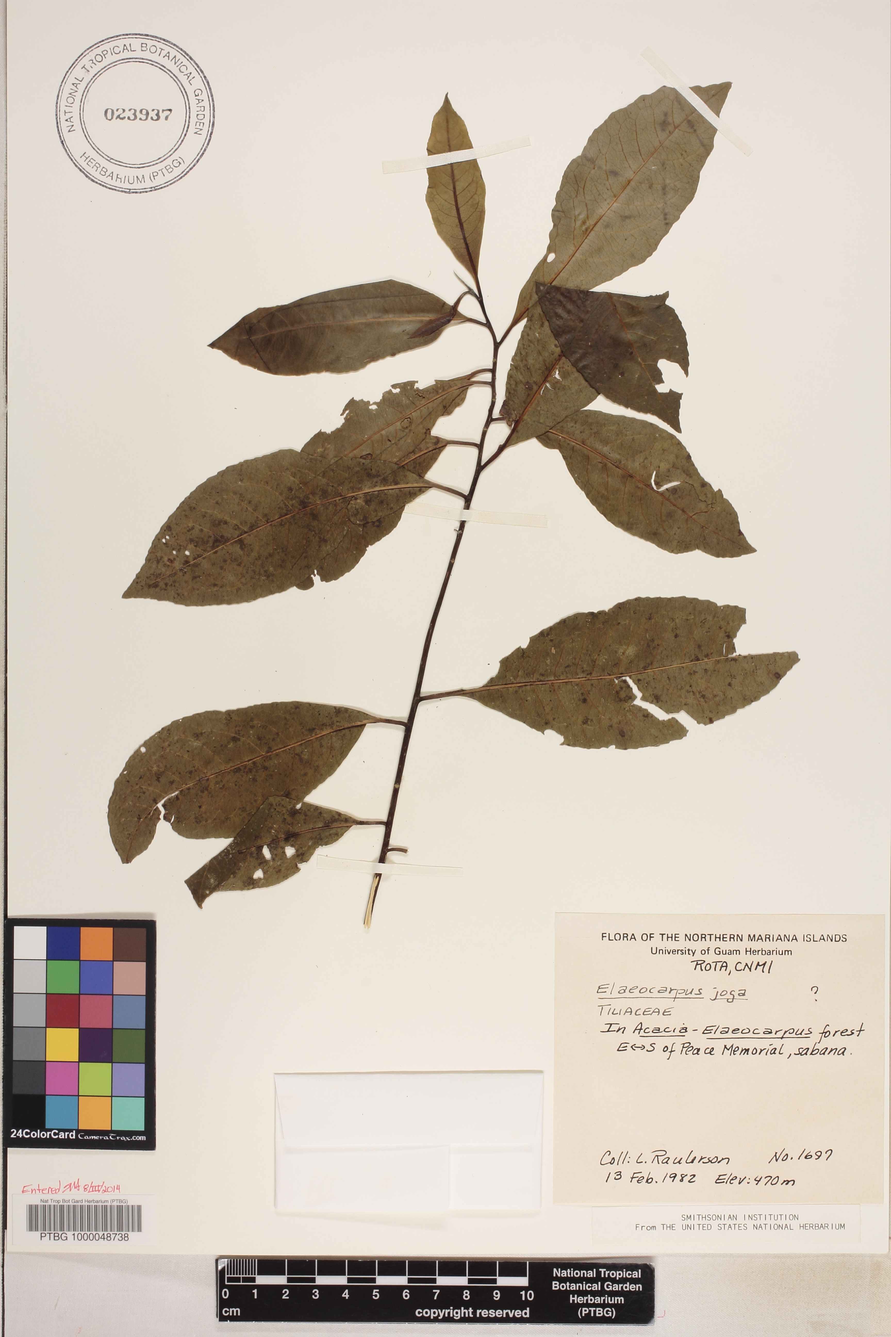 Elaeocarpus image