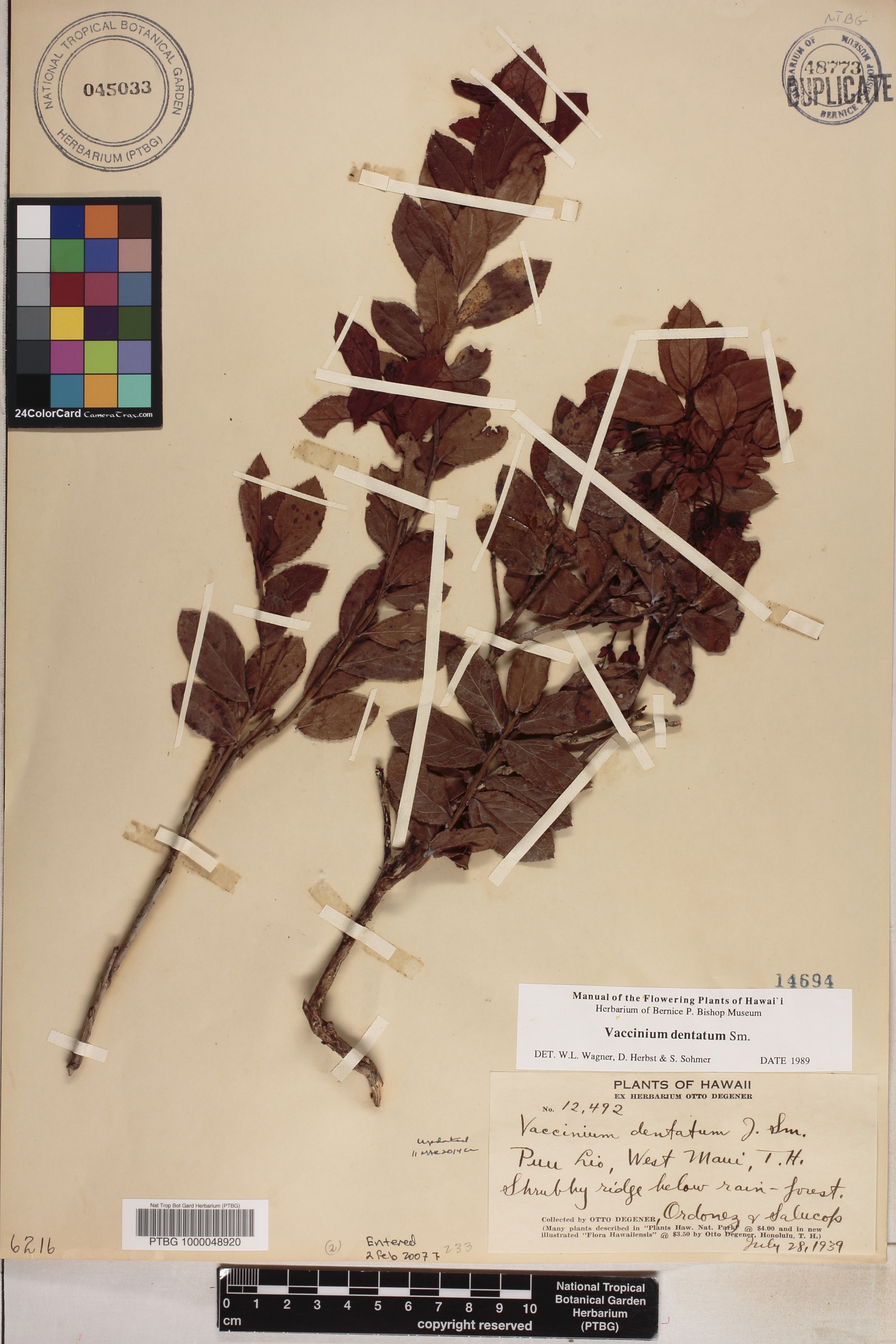 Vaccinium dentatum image