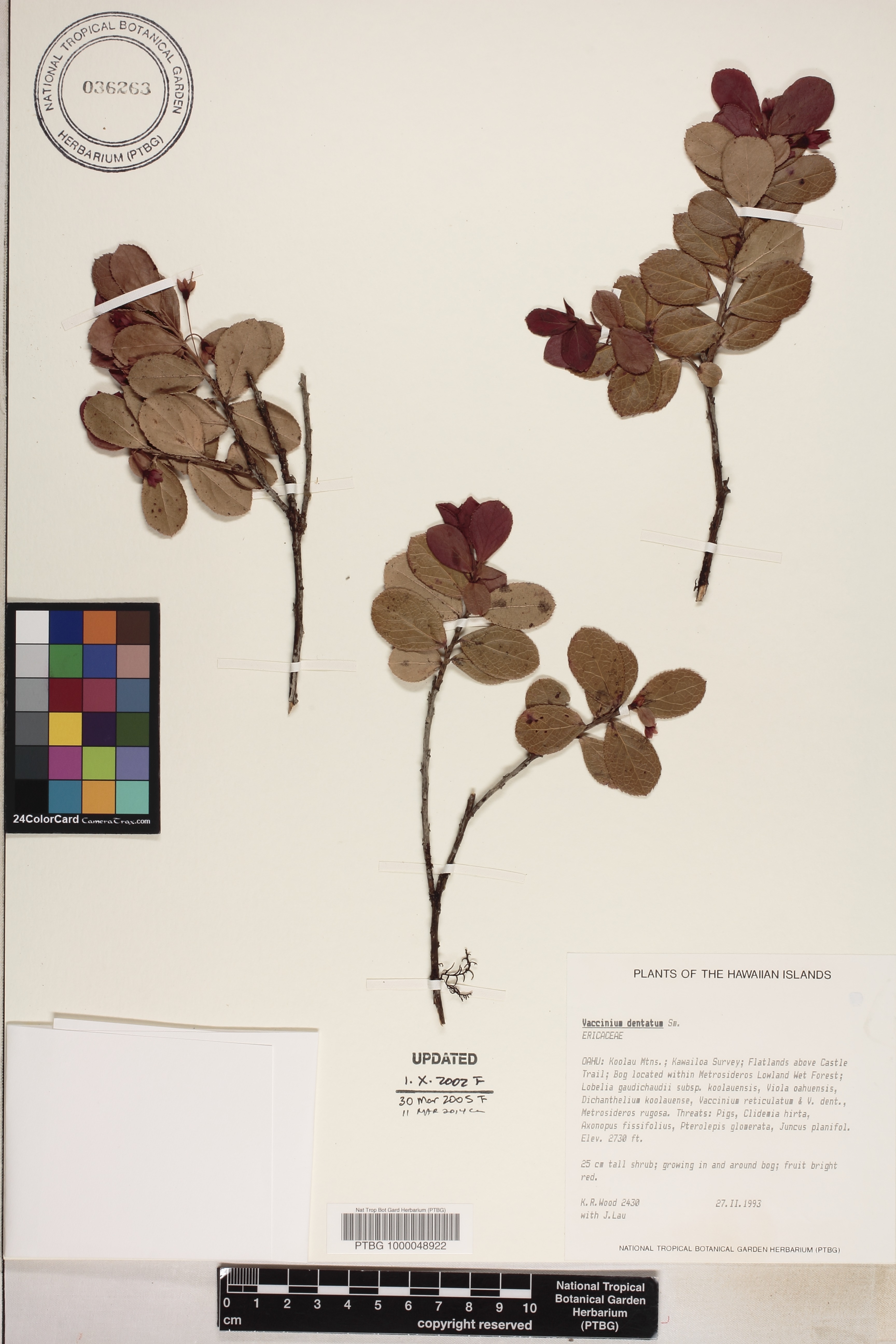 Vaccinium dentatum image