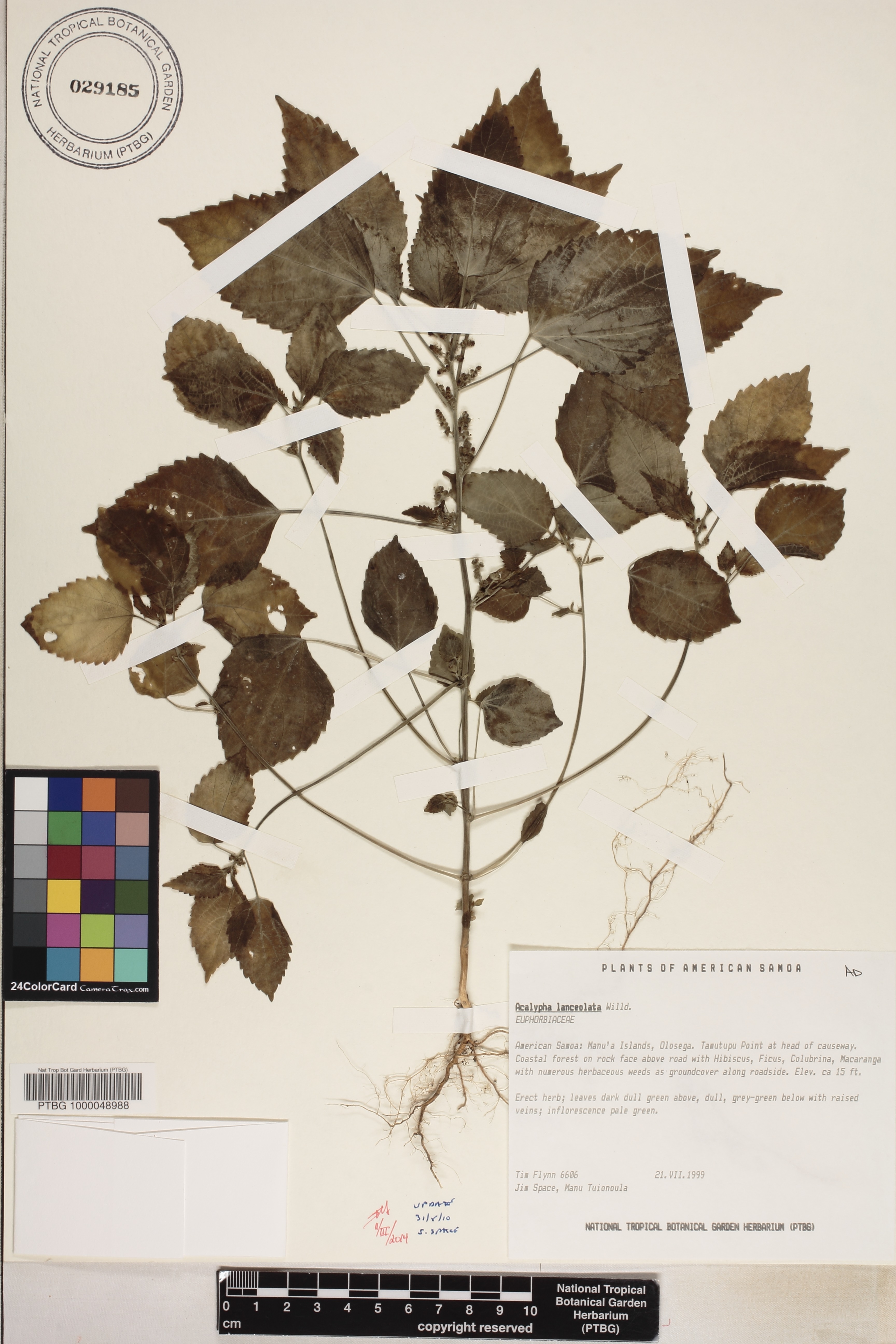 Acalypha lanceolata image