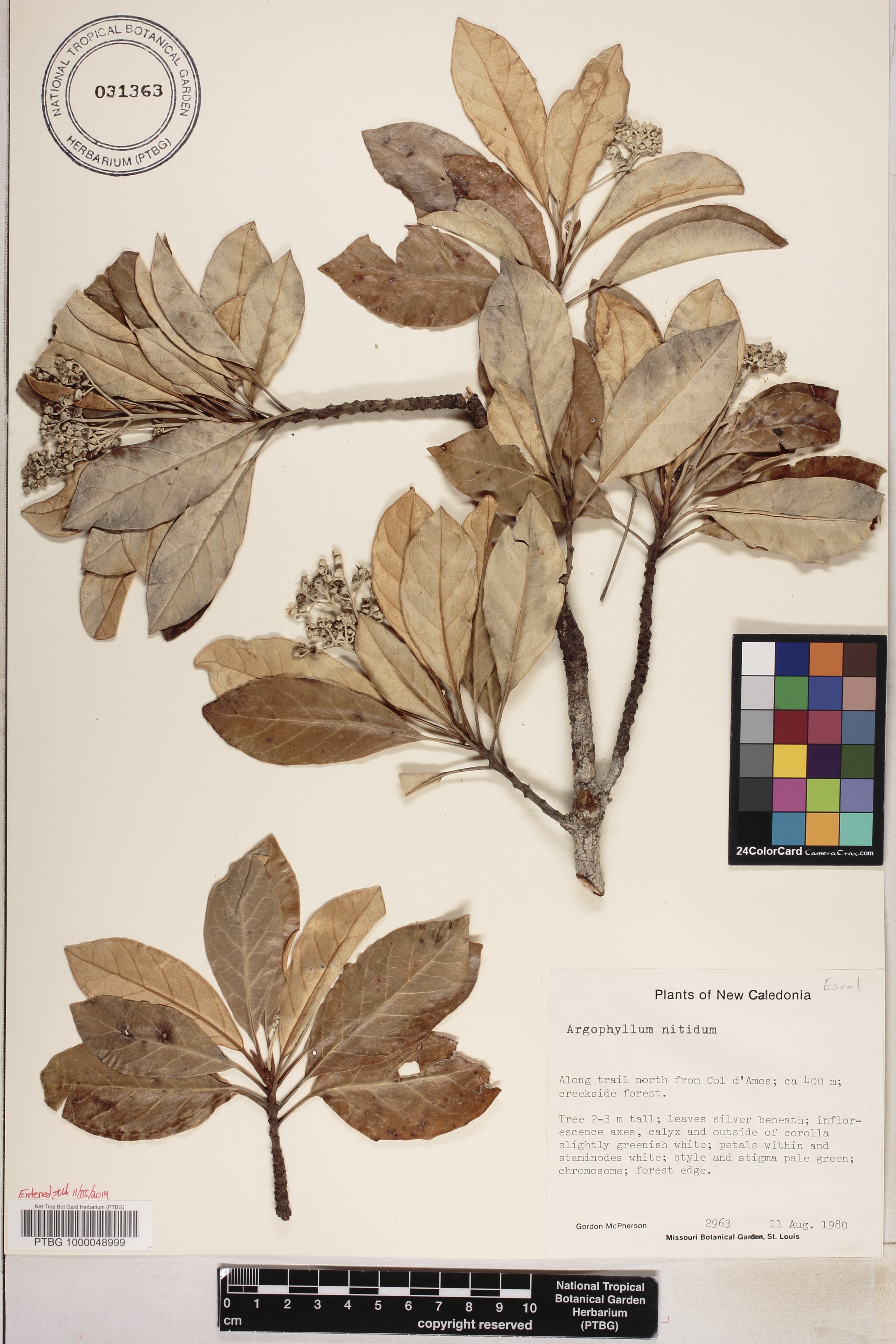 Argophyllum nitidum image