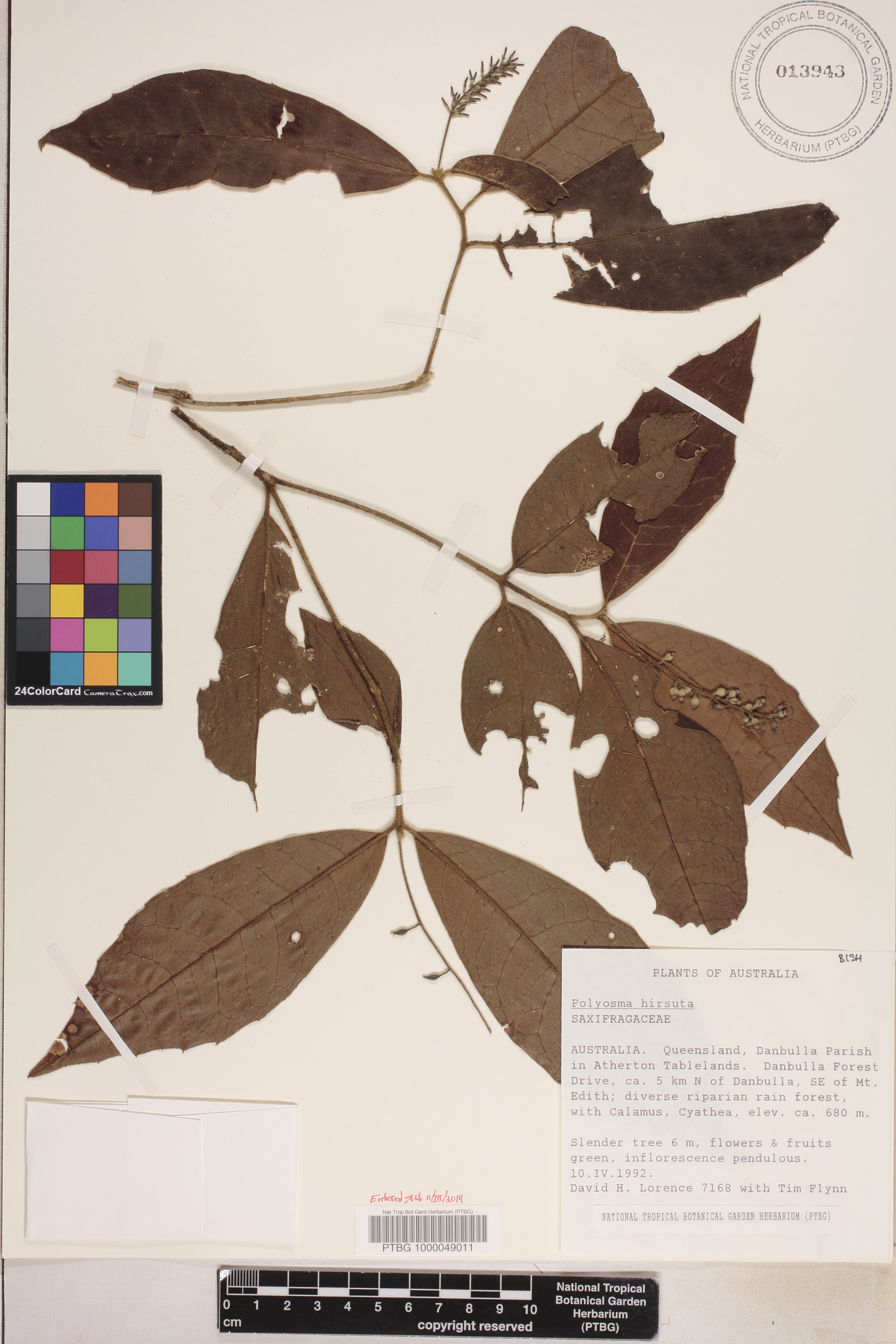 Polyosma hirsuta image