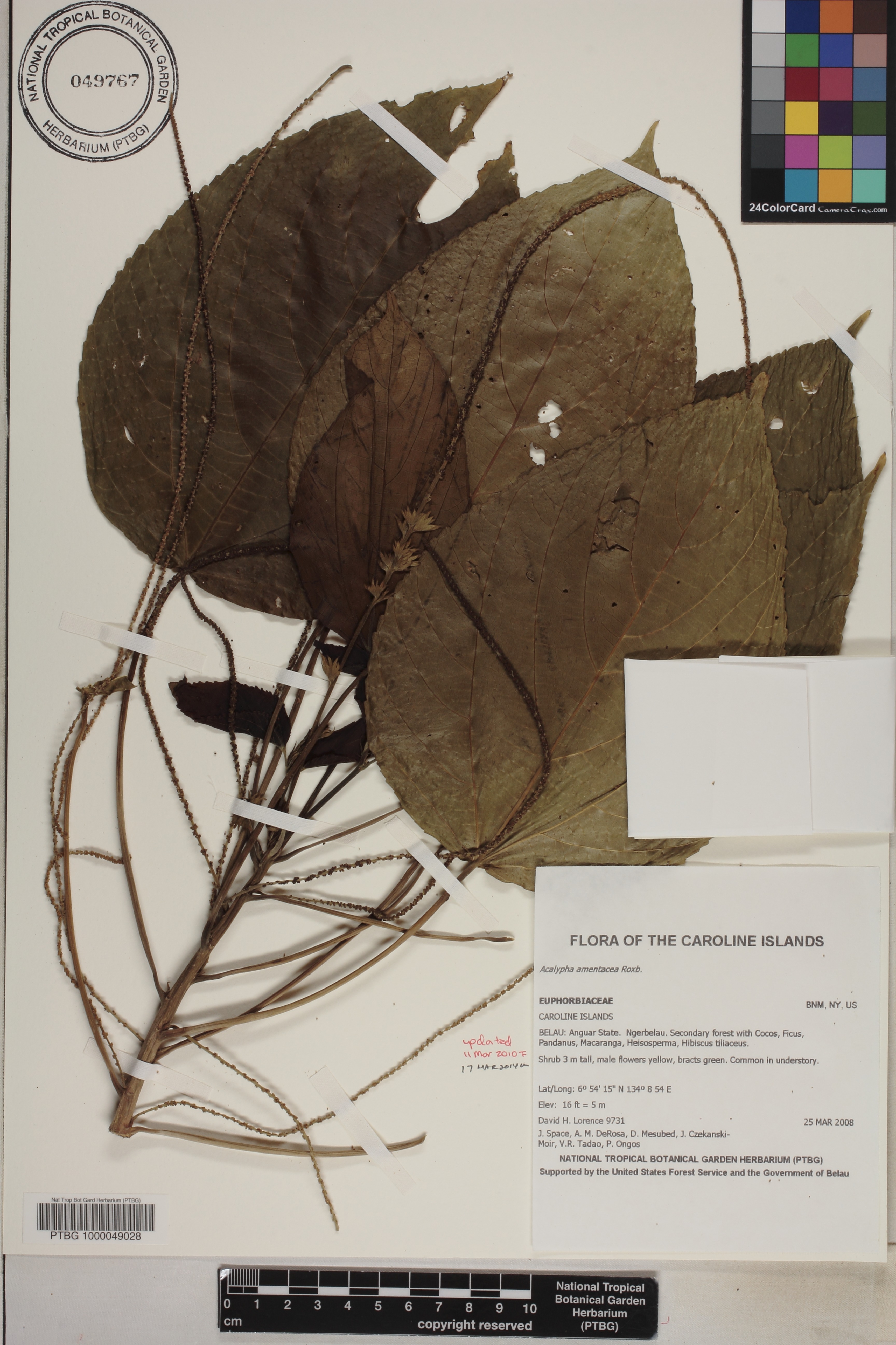 Acalypha image