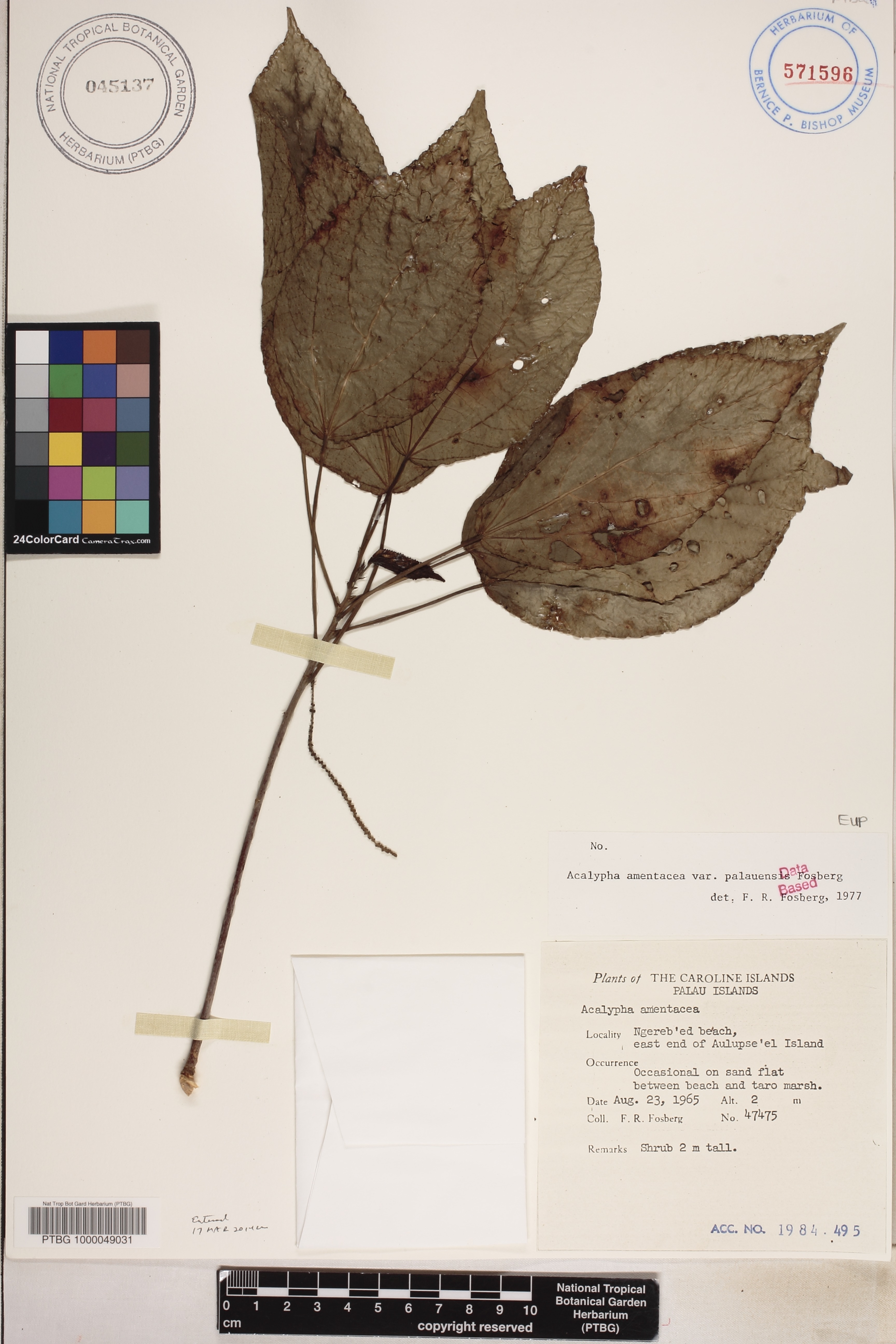 Acalypha image
