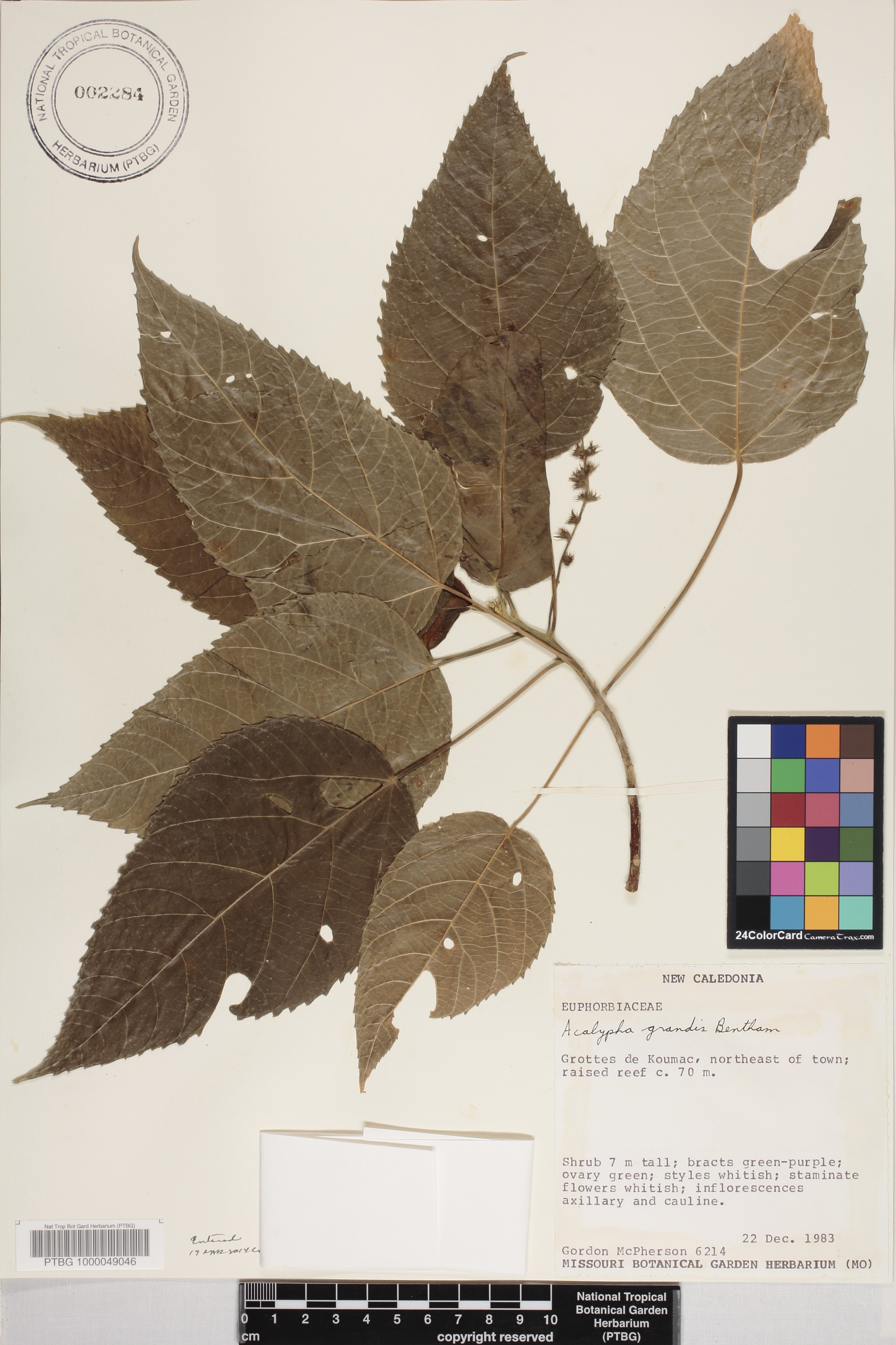 Acalypha image