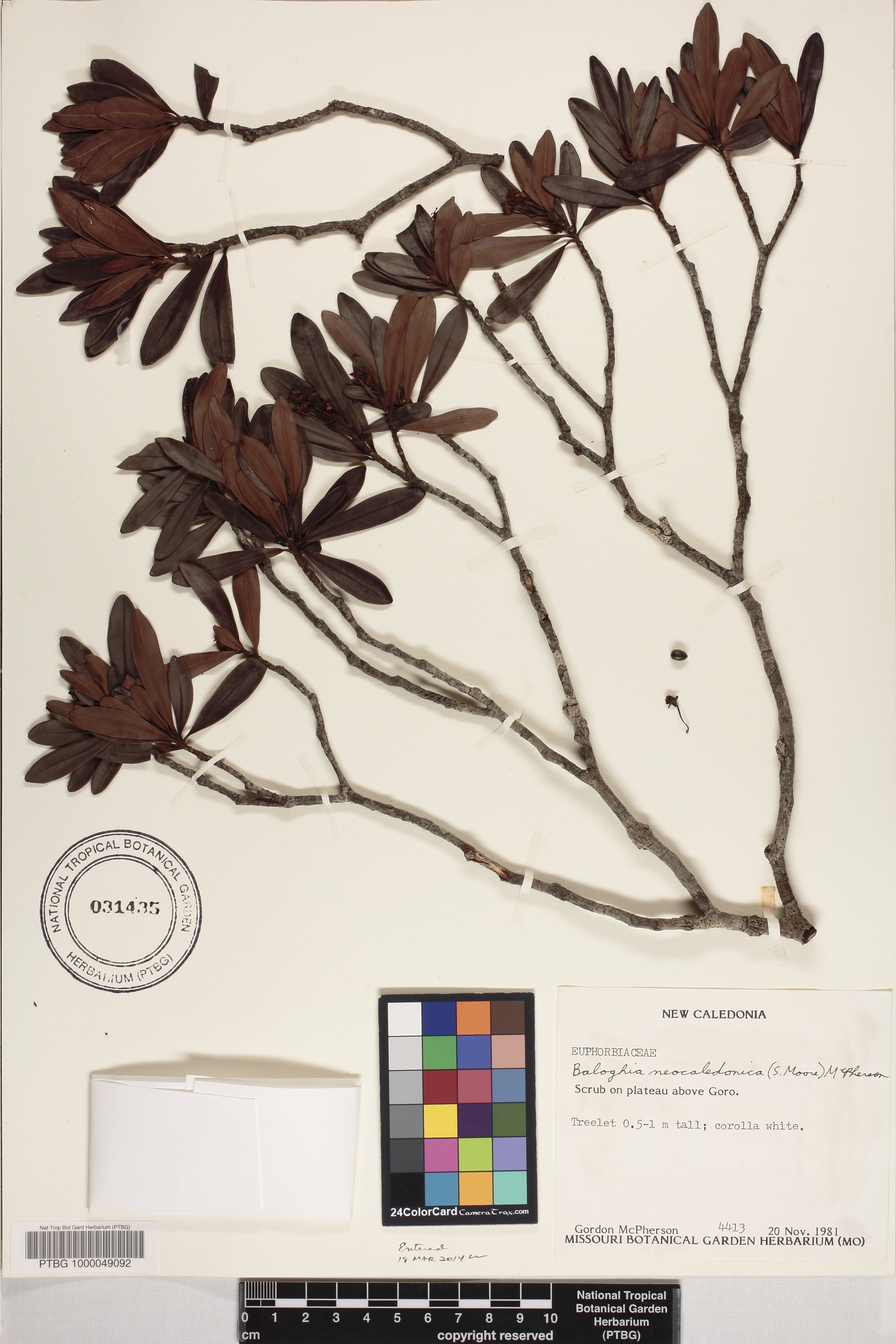 Baloghia neocaledonica image