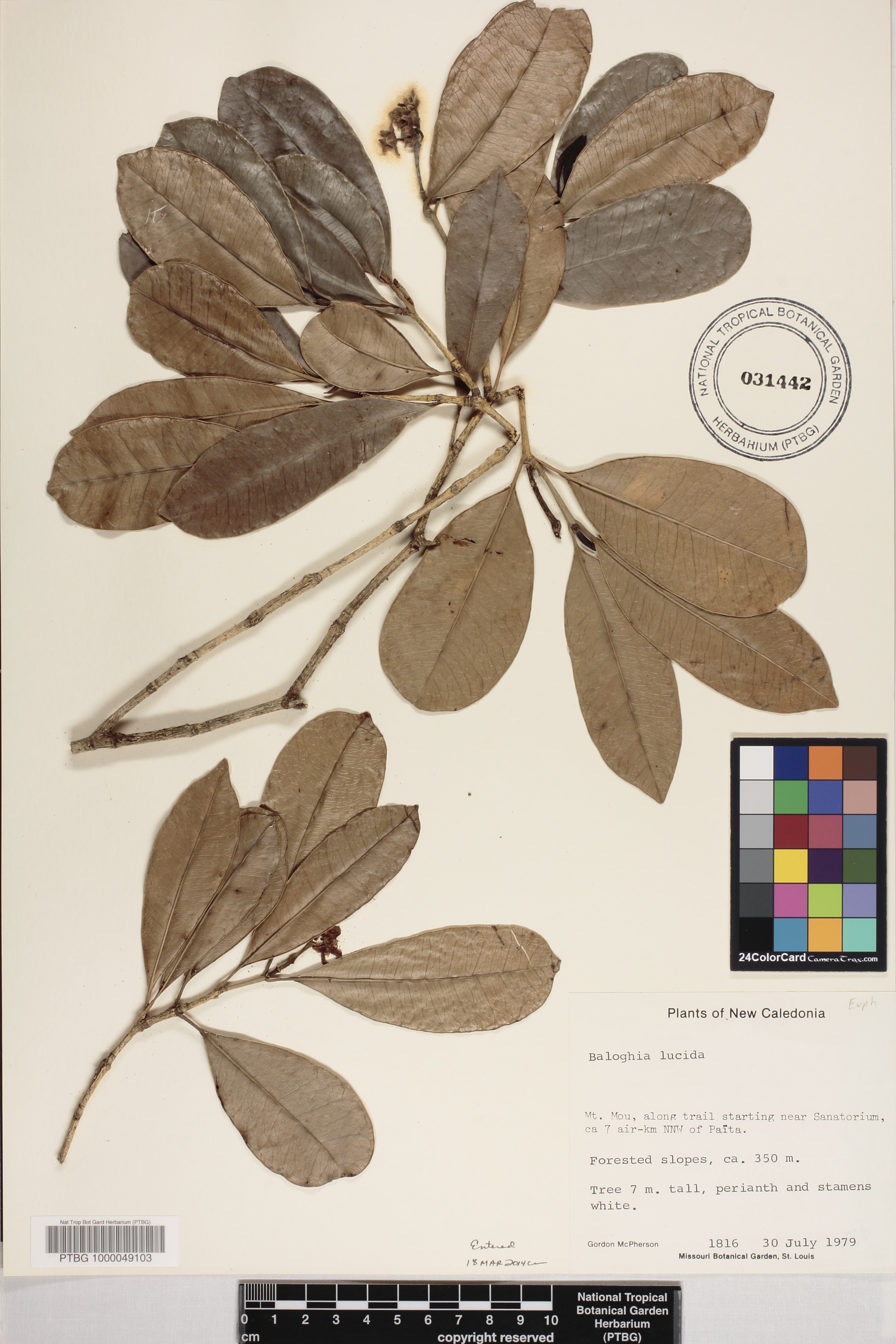 Baloghia inophylla image